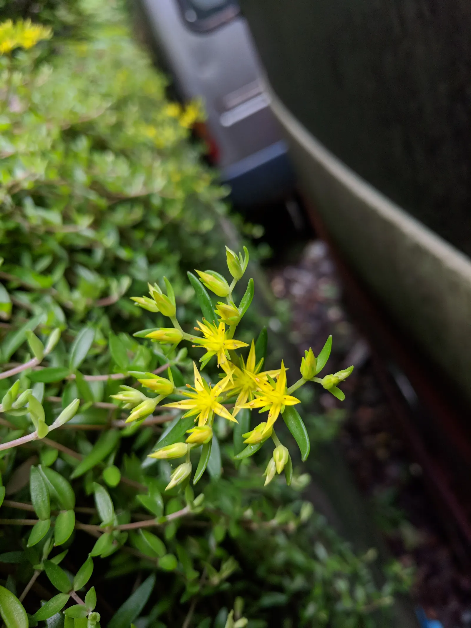 Chinese Sedum (Sedum Tetractinum) — scientifically named Sedum tetractinum; offering a dynamic visual throughout the seasons
