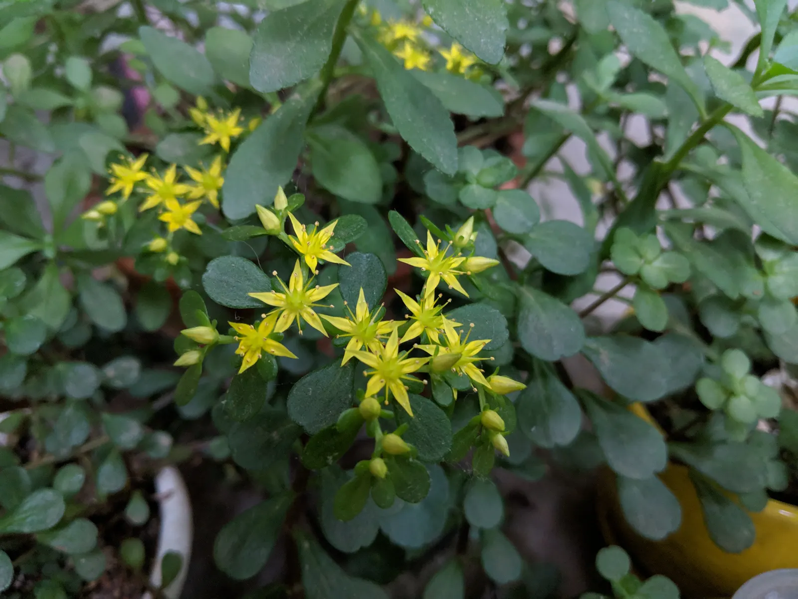 Chinese Sedum (Sedum Tetractinum) — It's also fairly drought-tolerant once established, making it a water-wise option for the eco-conscious client