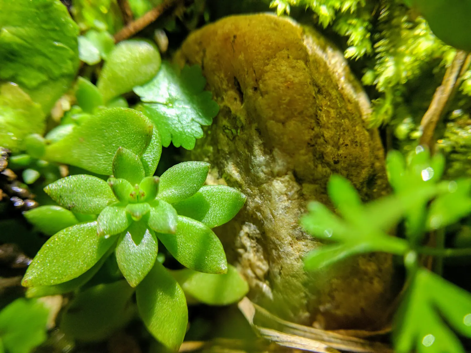 Chinese Sedum (Sedum Tetractinum) — making it an excellent choice for filling gaps between stones in a pathway or cascading over retaining walls