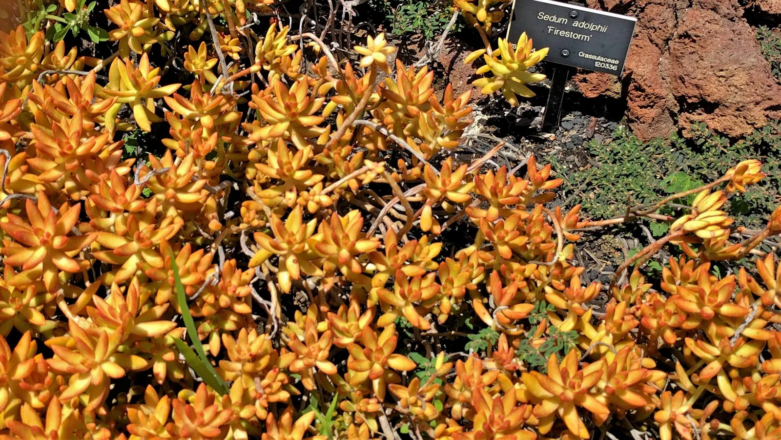 Chinese Sedum (Sedum Tetractinum) — coin-like leaves that grow in spirals; offering a dynamic visual throughout the seasons