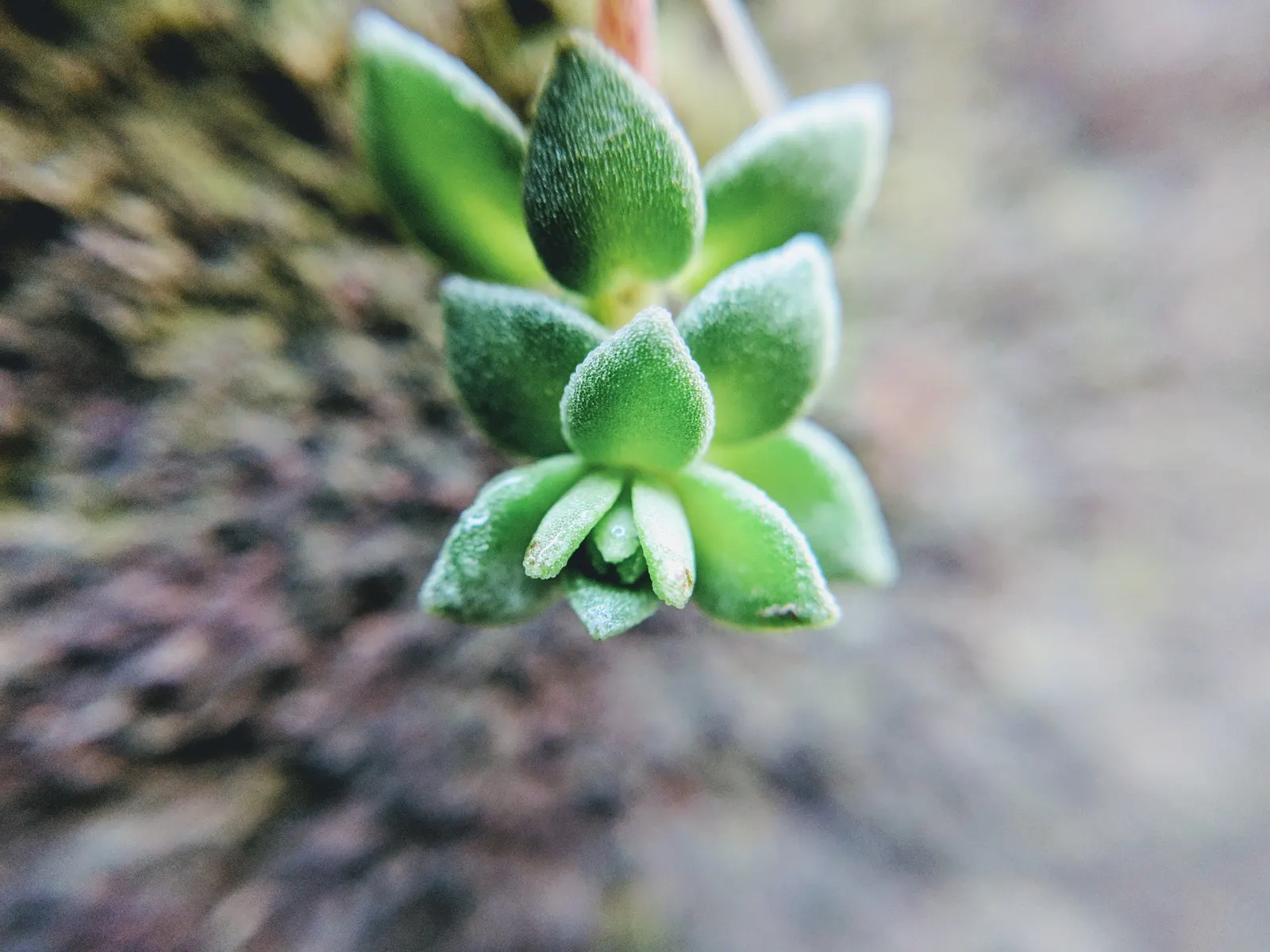 Chinese Sedum (Sedum Tetractinum) — this low-maintenance gem is also an effective groundcover for erosion control