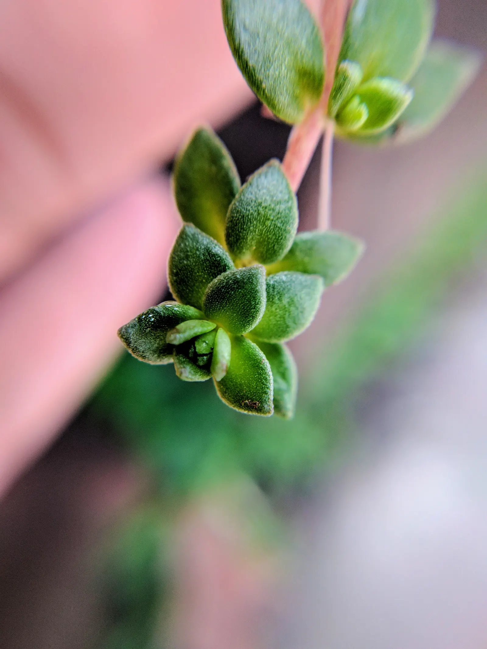 Chinese Sedum (Sedum Tetractinum) — coin-like leaves that grow in spirals