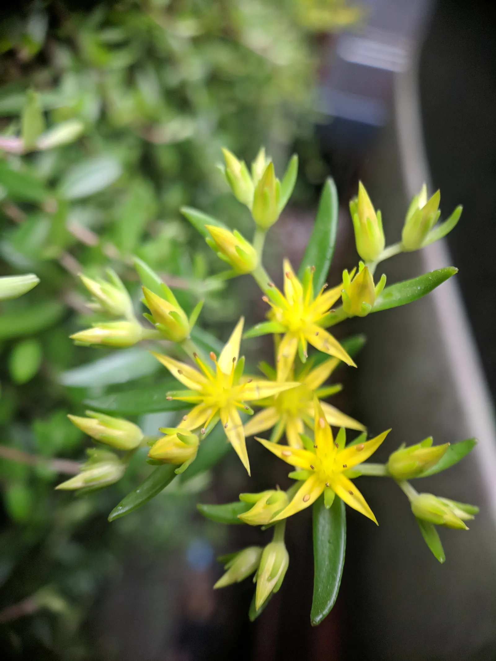 Chinese Sedum (Sedum Tetractinum) — <br><br>Sedum tetractinum typically reaches a modest height of about 3 to 6 inches