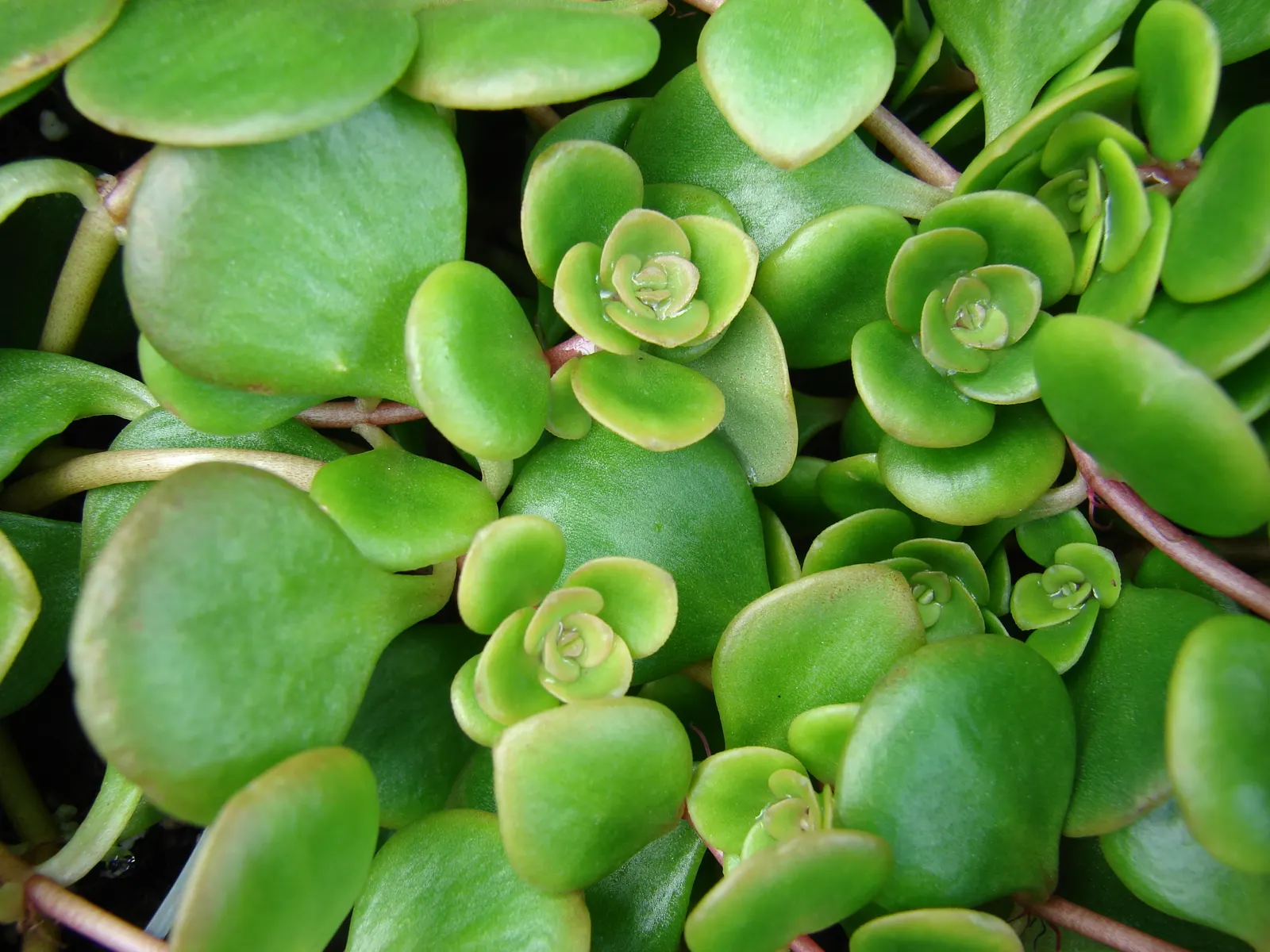 Chinese Sedum (Sedum Tetractinum) — This succulent reaches heights of 3-6 inches and spreads up to 12 inches wide