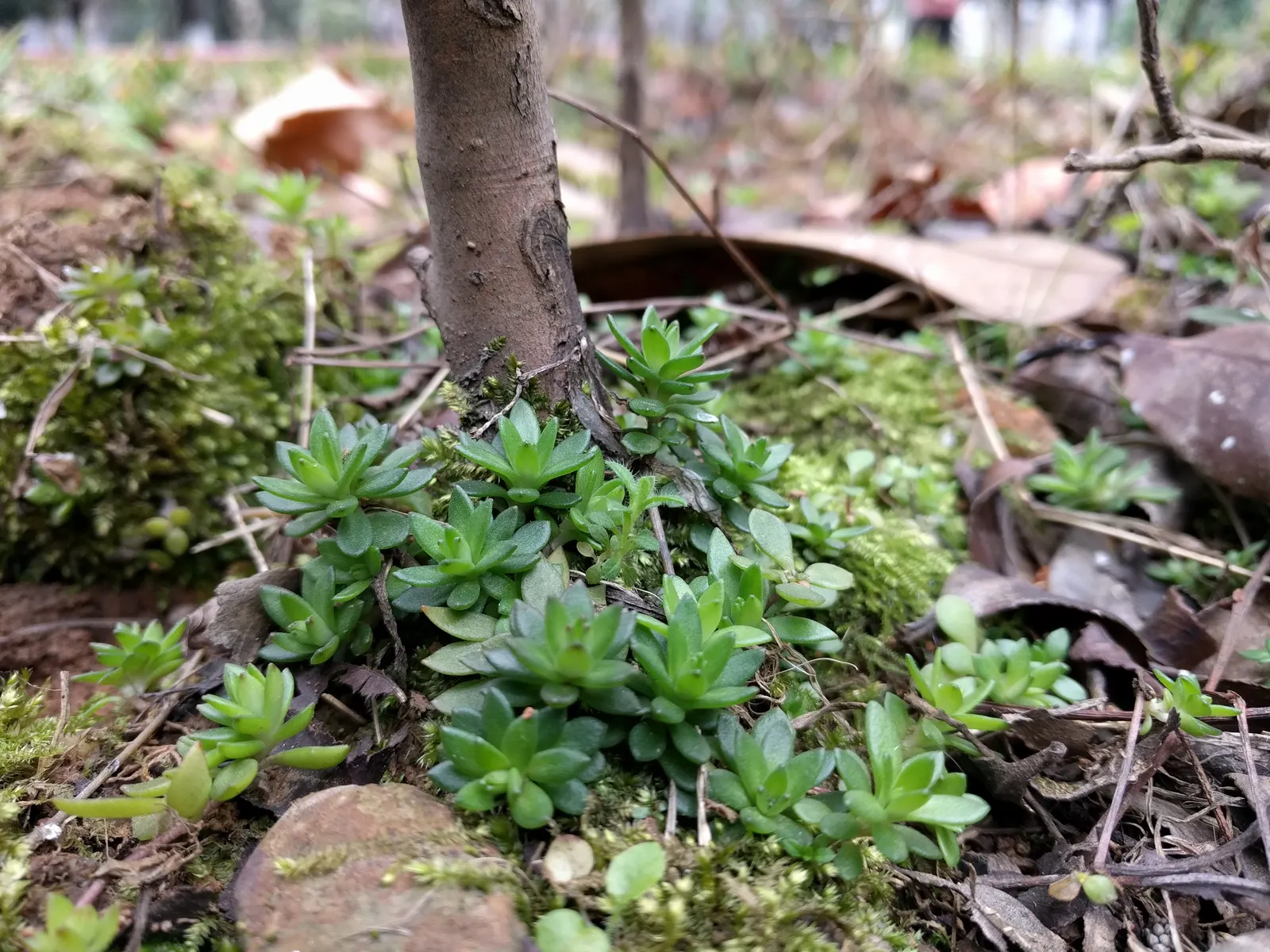 Chinese Sedum (Sedum Tetractinum) — creating a lush carpet of vibrant green with hues that can turn to a bronze tint in full sunlight; offering a dynamic