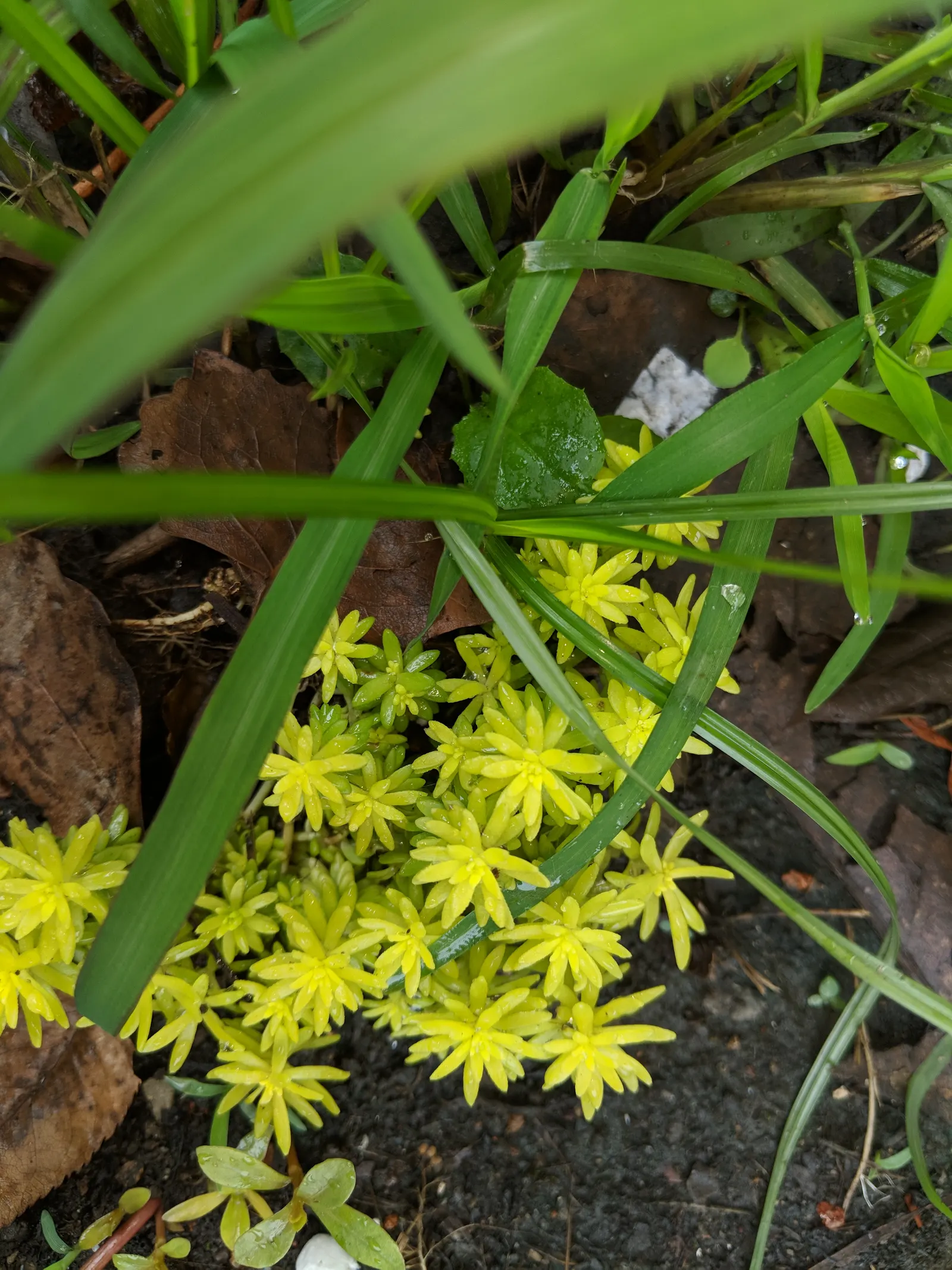 Chinese Sedum (Sedum Tetractinum) — creating a lush carpet of vibrant green with hues that can turn to a bronze tint in full sunlight