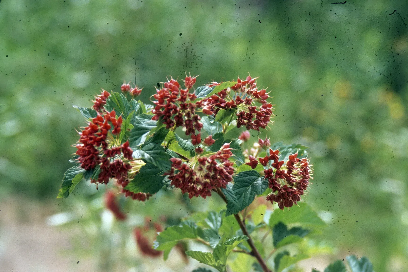 American Cranberrybush (Viburnum Opulus Var. Americanum) — about 1/3 inch in diameter