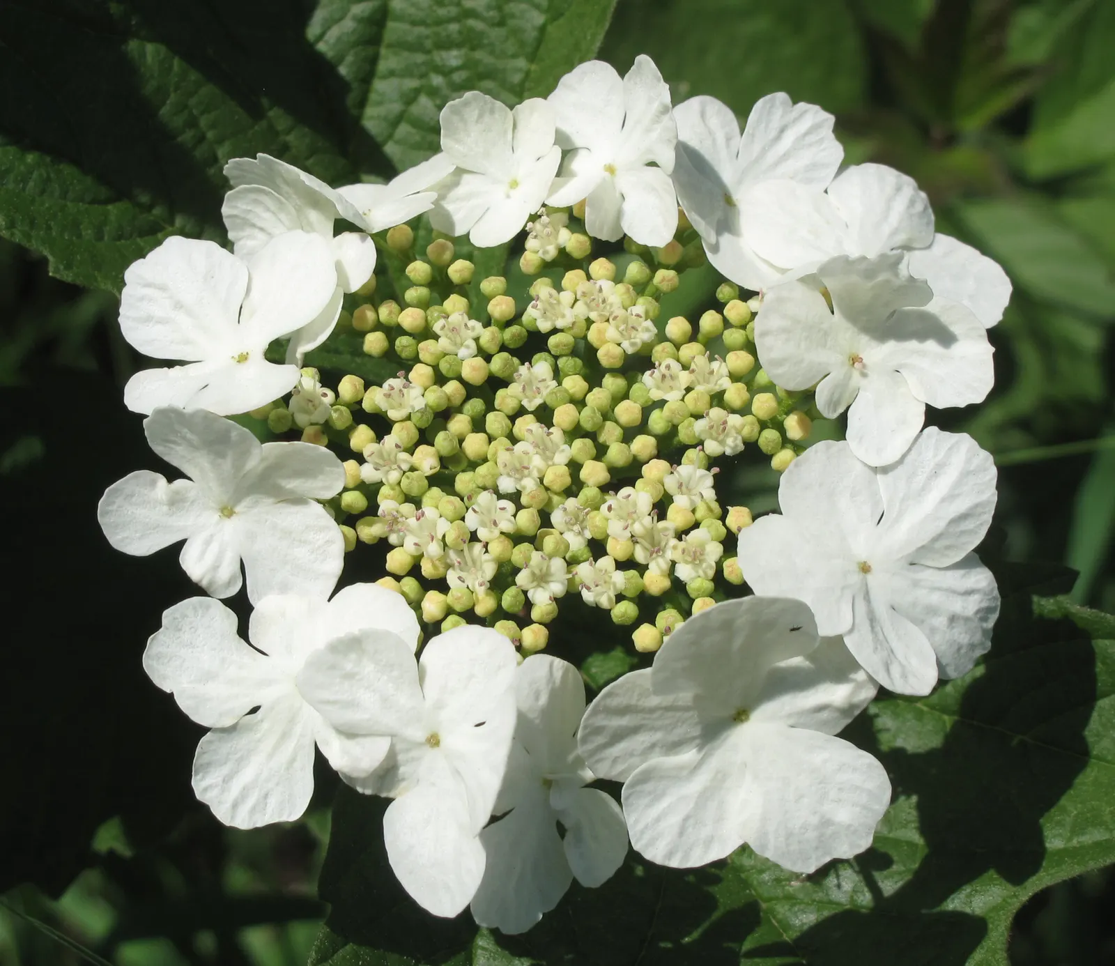 American Cranberrybush (Viburnum Opulus Var. Americanum) — These berries can also be utilized in preserves and jellies; shrub for full or half or shade