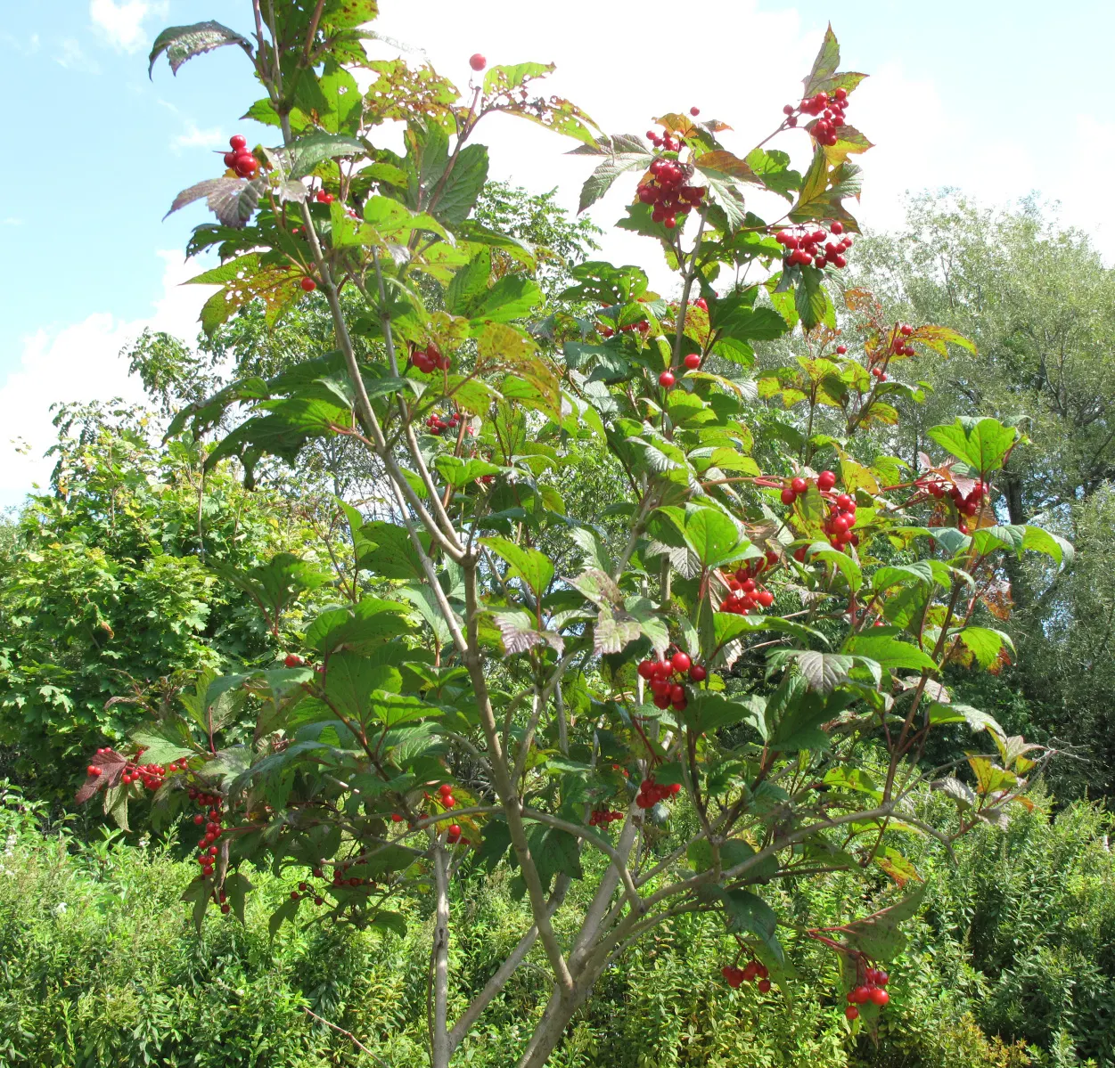 American Cranberrybush (Viburnum Opulus Var. Americanum) — providing visual interest and a food source for birds when other resources are scarce, image 70