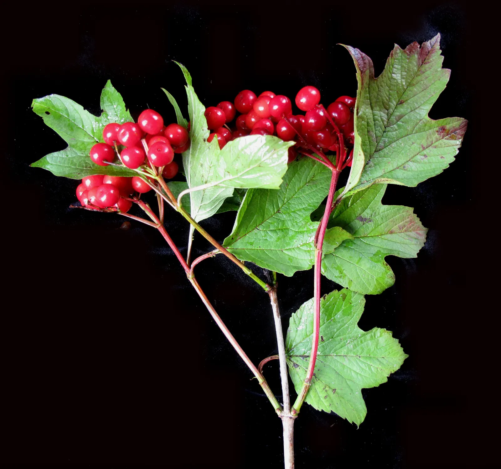 American Cranberrybush (Viburnum Opulus Var. Americanum) — or as a single specimen within a mixed border; americanum), gracefully adorns landscapes with its