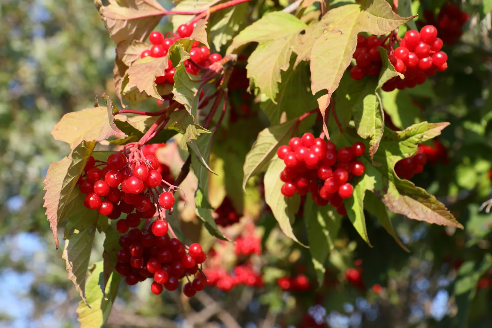 American Cranberrybush (Viburnum Opulus Var. Americanum) — americanum, is a versatile deciduous shrub that presents with both ornamental and practical appeal