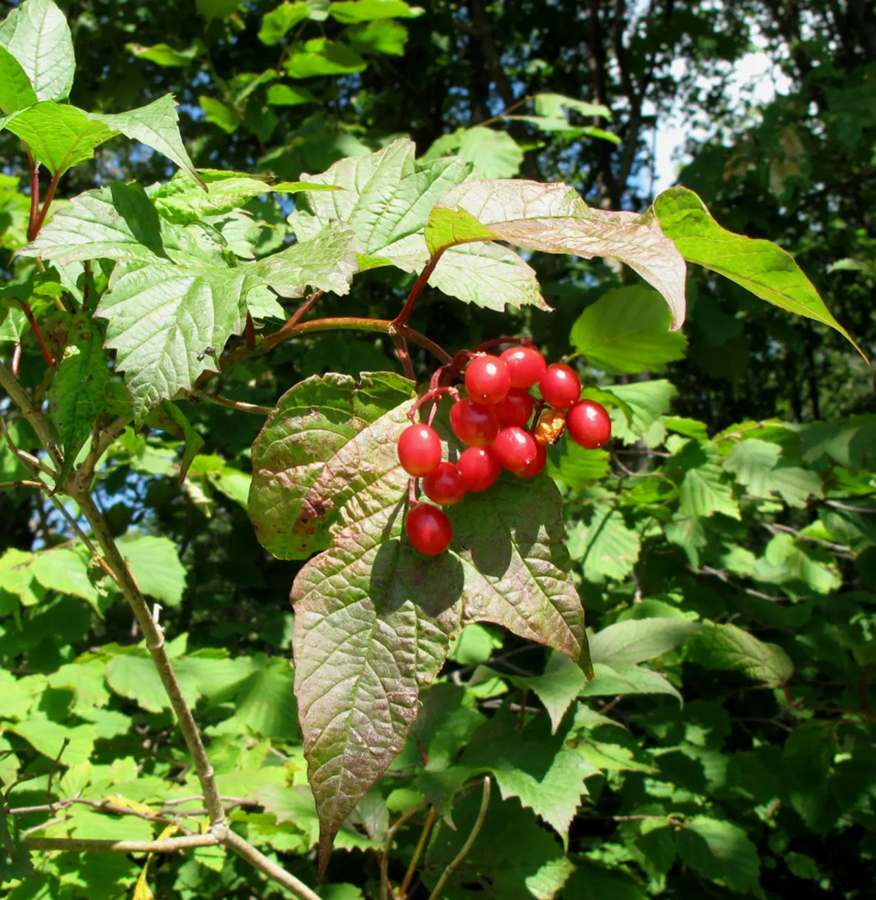 American Cranberrybush (Viburnum Opulus Var. Americanum) — it produces bright red berries; white flowers in the garden, image 67