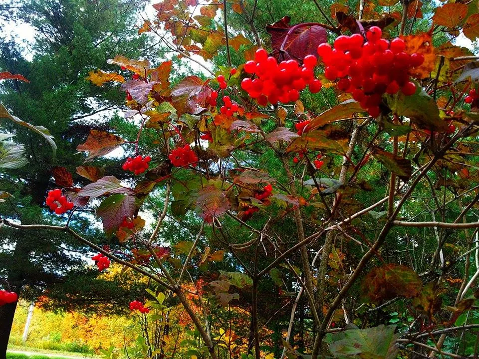 American Cranberrybush (Viburnum Opulus Var. Americanum) — which span 2 to 4 inches long; typically maturing to a height of 6 to 12 feet with an, image 61
