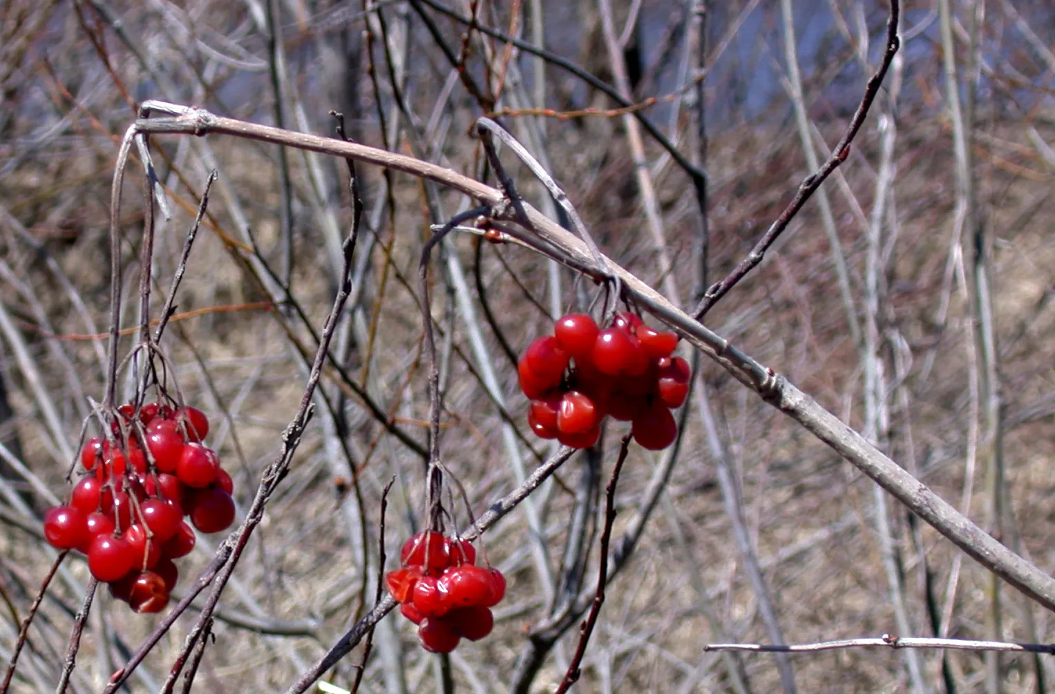 American Cranberrybush (Viburnum Opulus Var. Americanum) — Typically maturing to a height of 6 to 12 feet with an equal spread