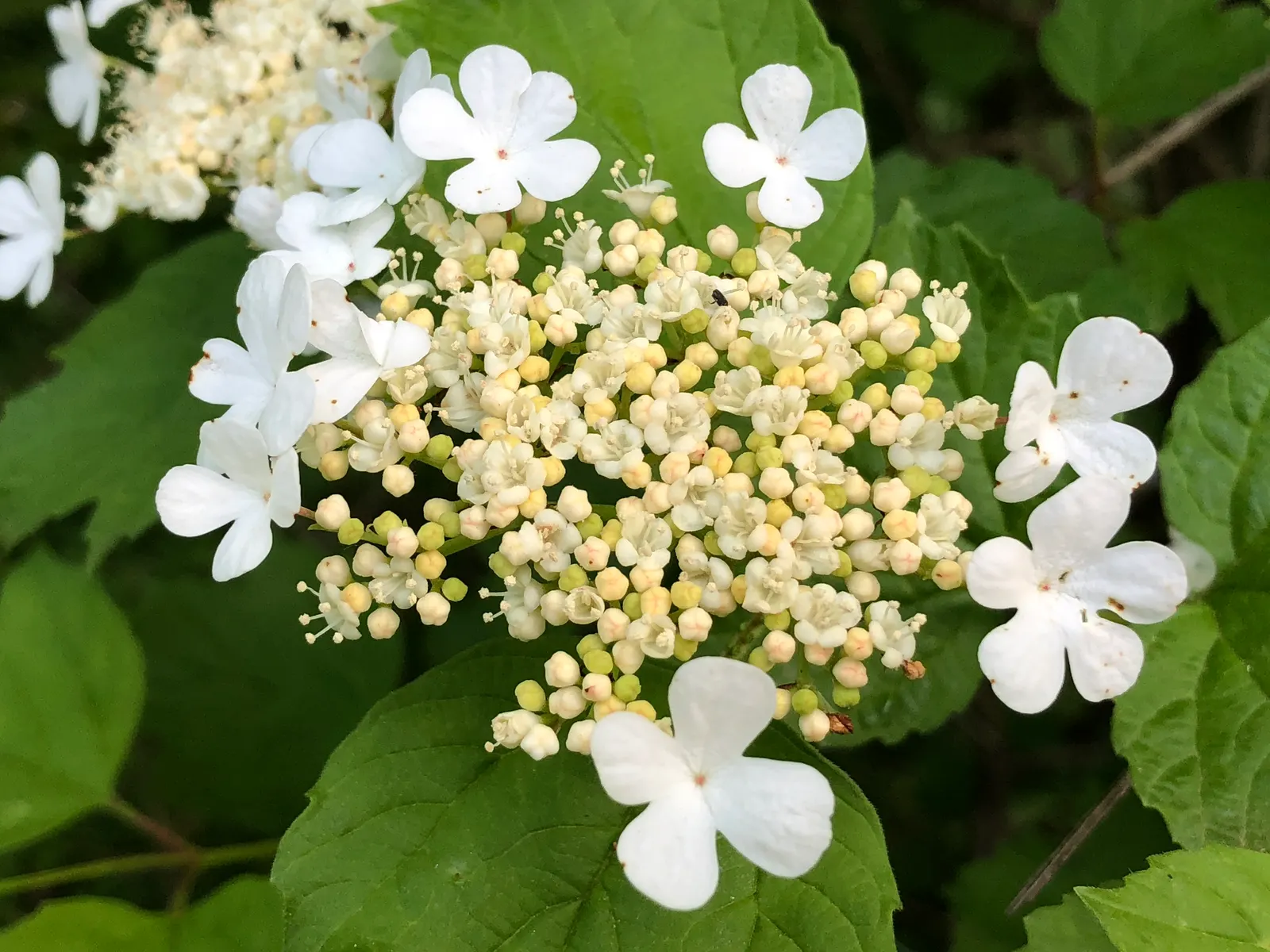 American Cranberrybush (Viburnum Opulus Var. Americanum) — display a striking maple-like configuration that turns a vibrant red in the fall; it, image 62
