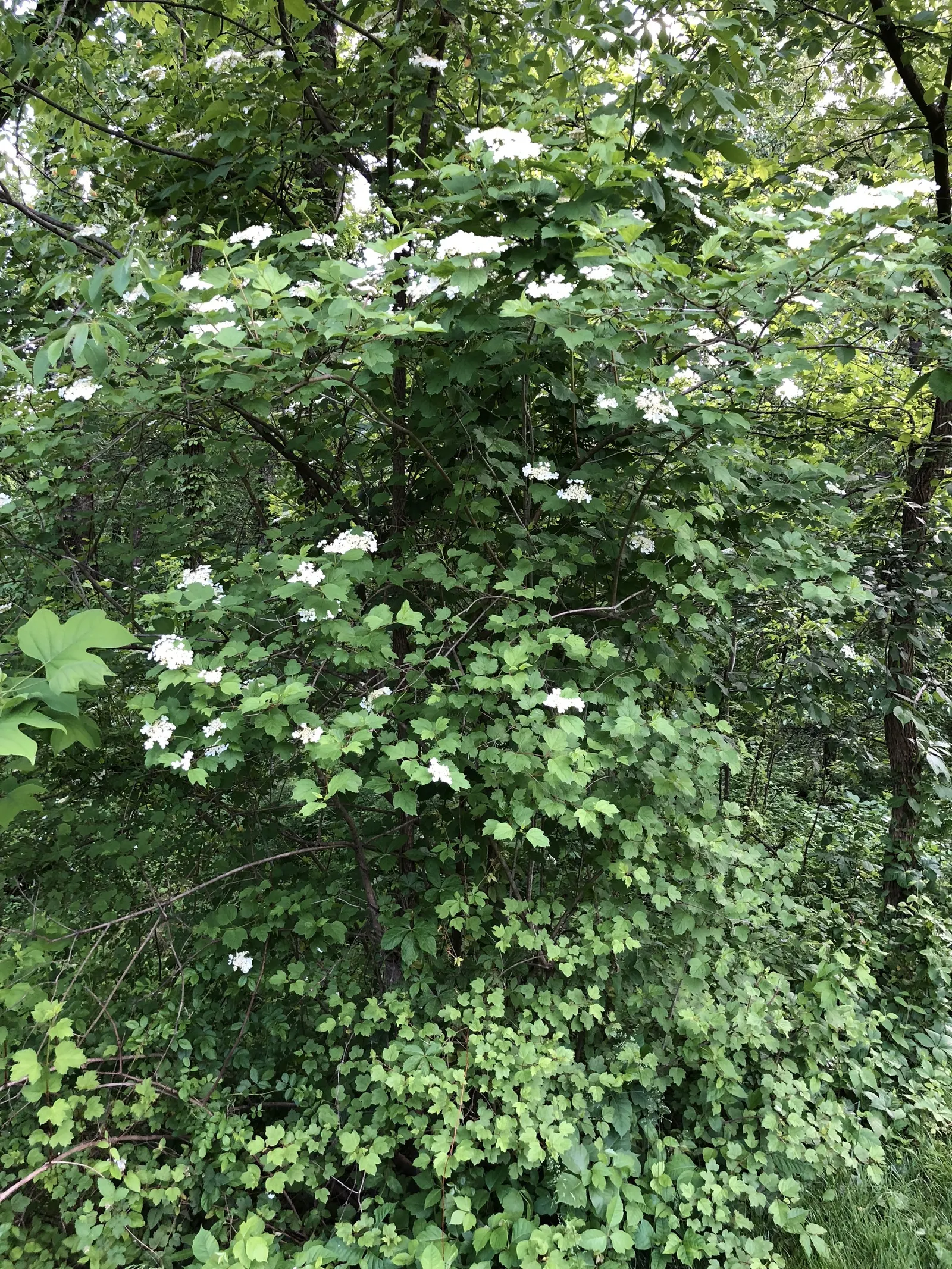 American Cranberrybush (Viburnum Opulus Var. Americanum) — the American Cranberrybush dazzles with white lace-cap flowers; spring welcomes white, image 64