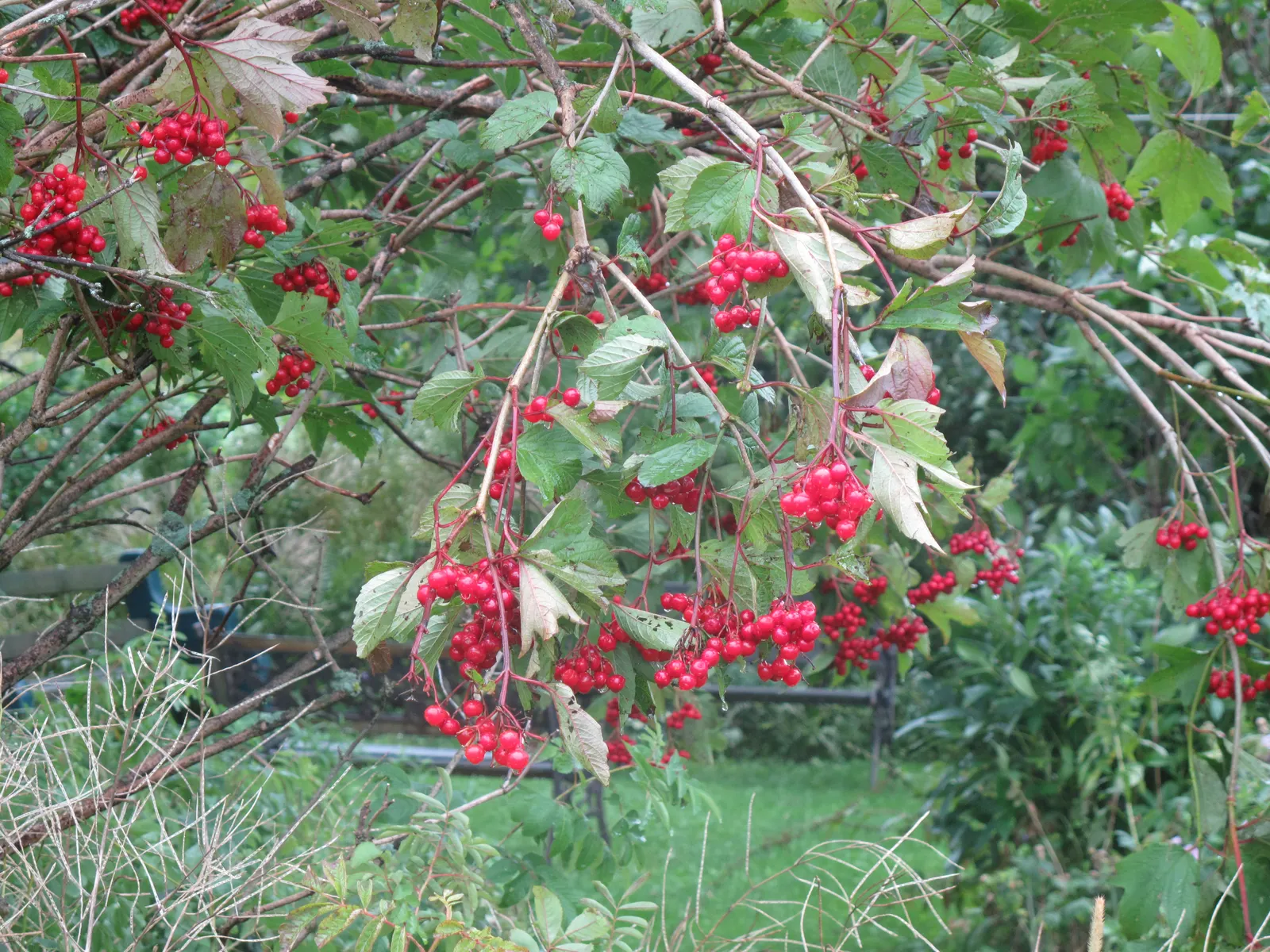 American Cranberrybush (Viburnum Opulus Var. Americanum) — white flowers in the garden; which span 2 to 4 inches long