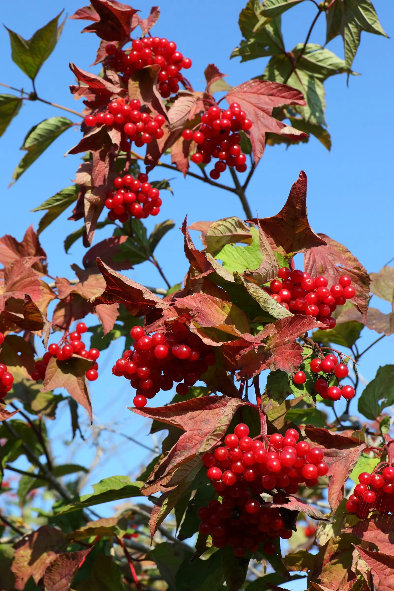 American Cranberrybush (Viburnum Opulus Var. Americanum) — each blossom roughly 1/4 inch across; display a striking maple-like configuration that, image 91