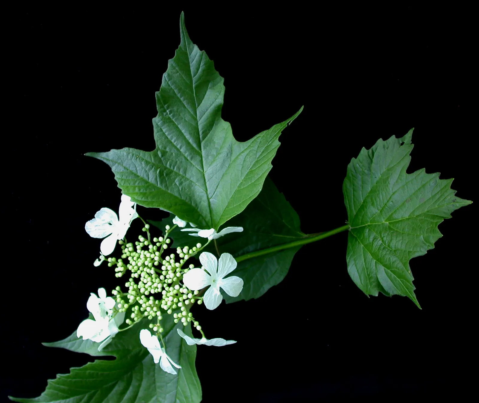 American Cranberrybush (Viburnum Opulus Var. Americanum) — which span 2 to 4 inches long