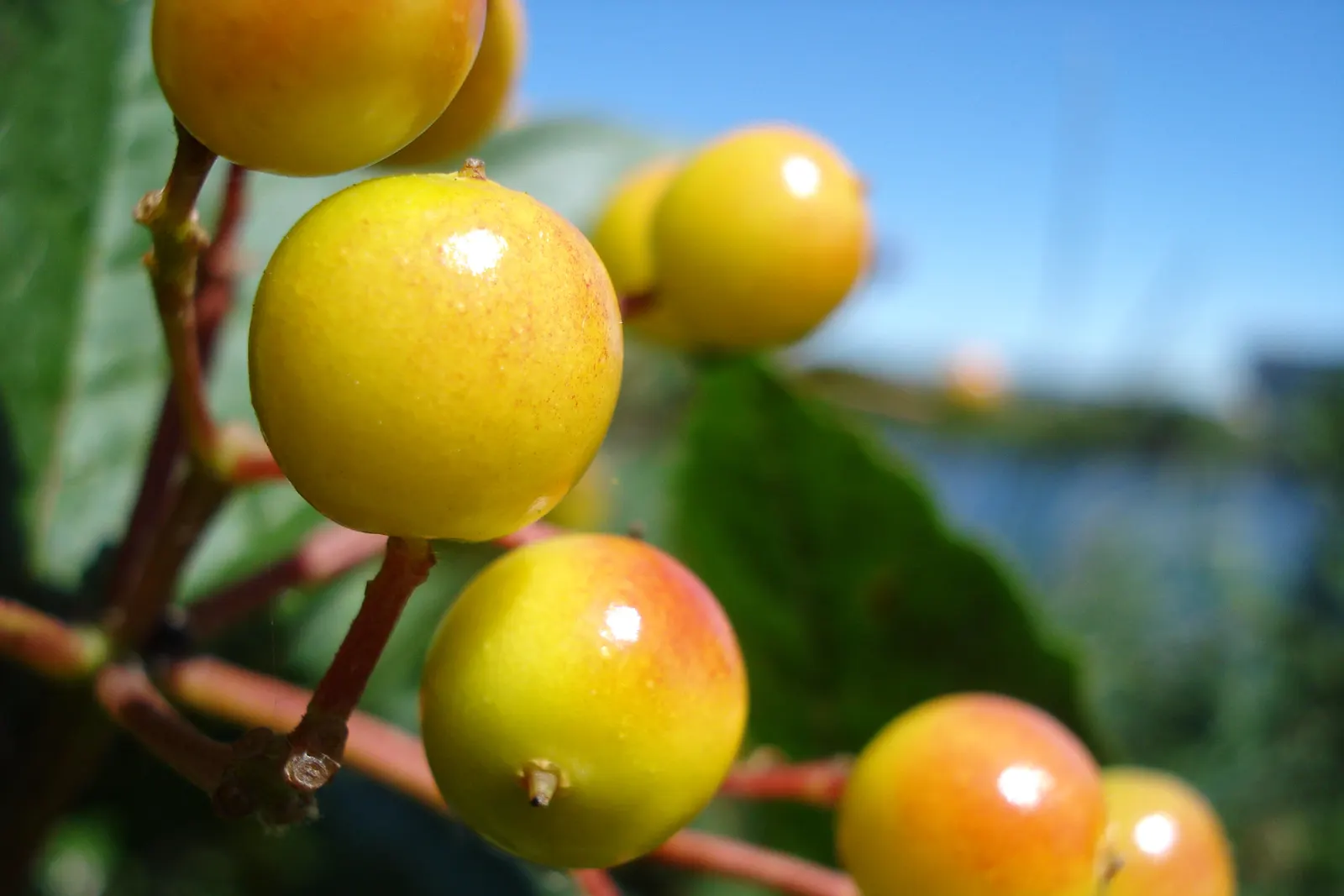 American Cranberrybush (Viburnum Opulus Var. Americanum) — The American Cranberrybush, a deciduous shrub (Viburnum opulus var; well-suited to zones, image 53