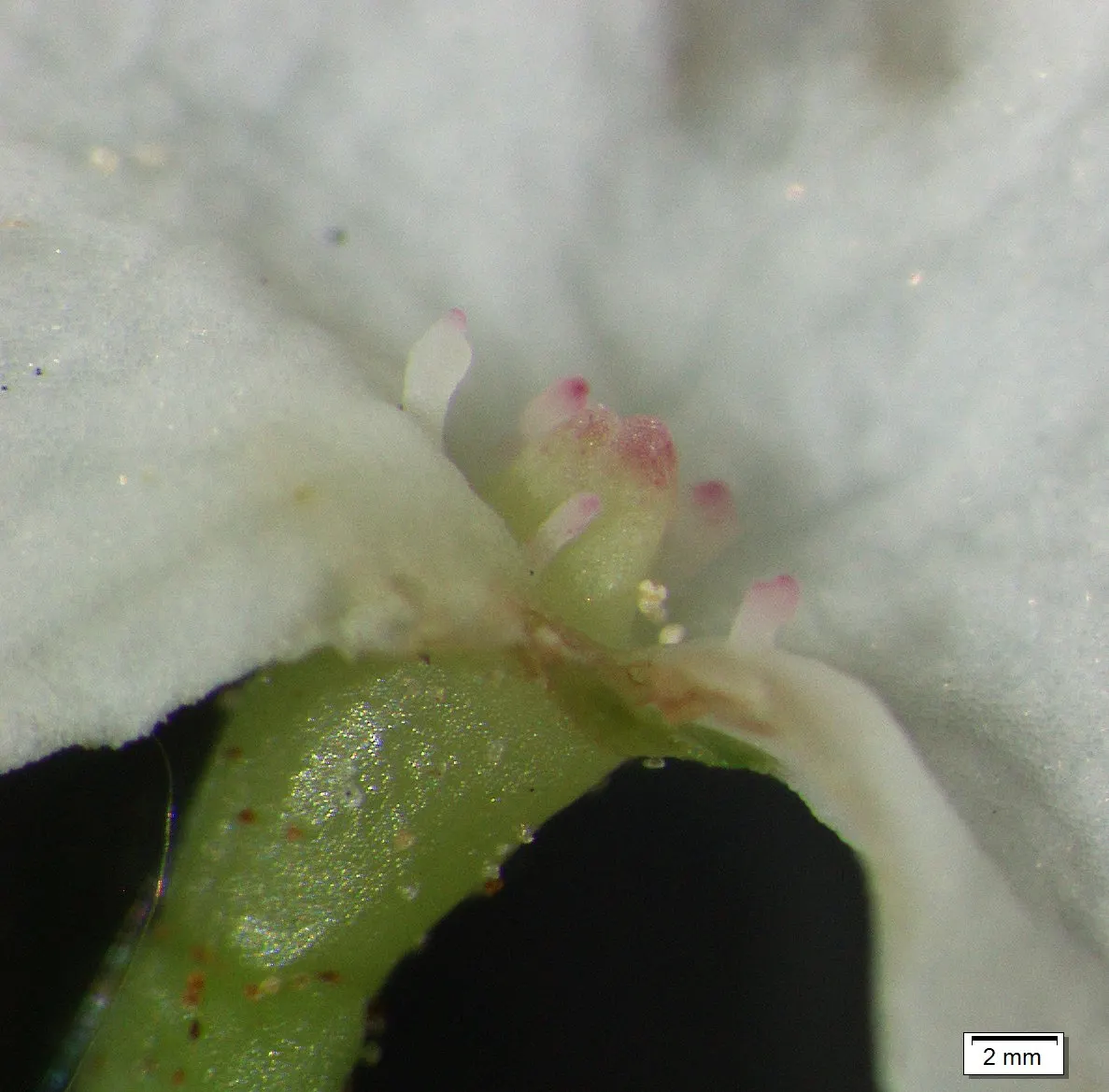 American Cranberrybush (Viburnum Opulus Var. Americanum) — shrub with white blooms; about 1/3 inch in diameter, image 77