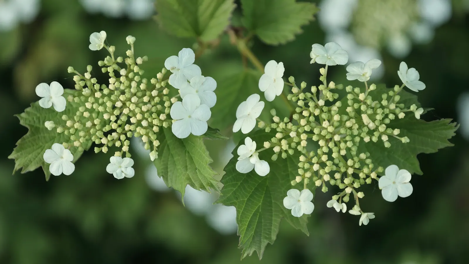 American Cranberrybush (Viburnum Opulus Var. Americanum) — forming larger corymbs up to 3 inches in diameter.<br><br>Following the blooming period; which