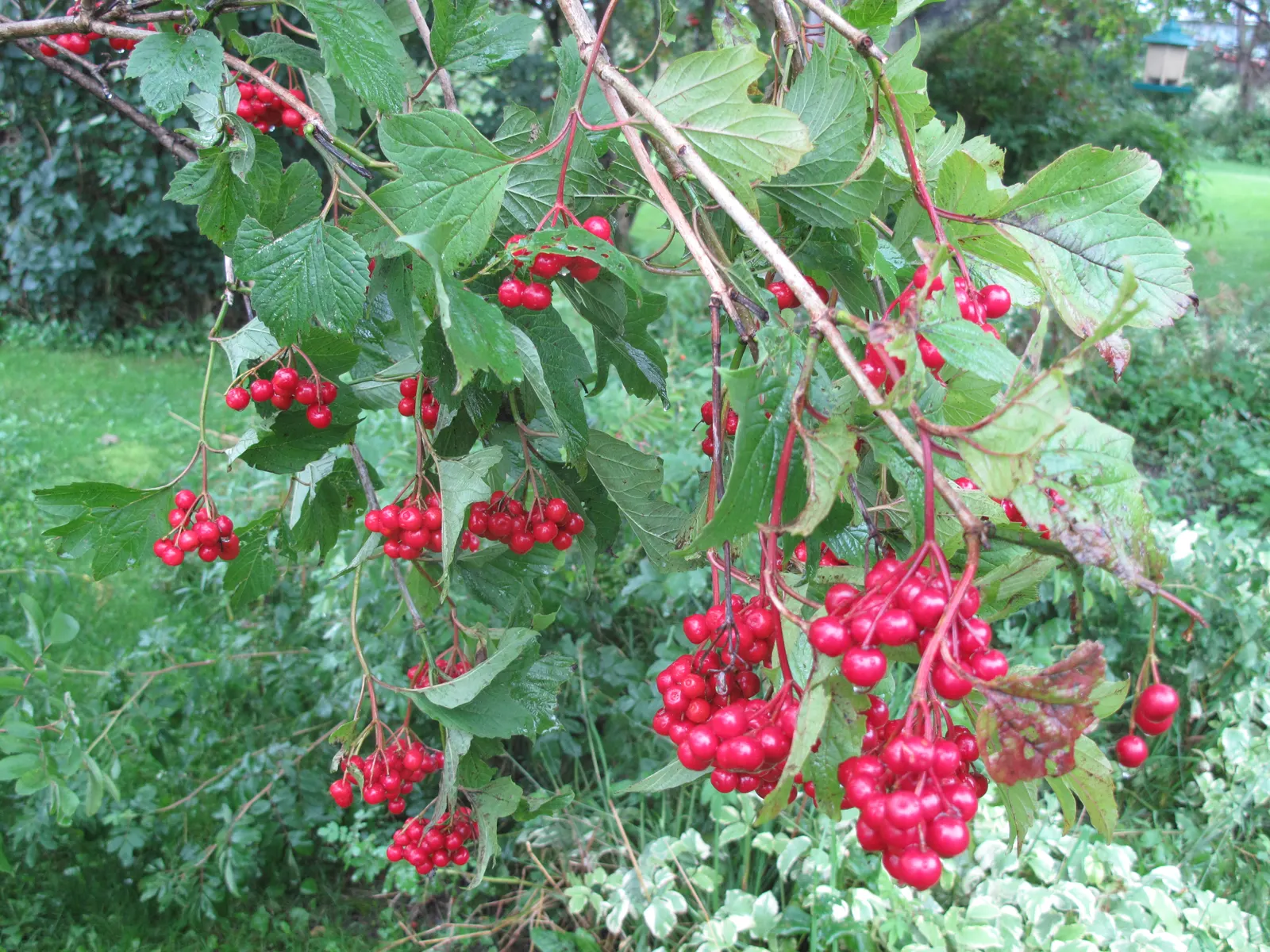 American Cranberrybush (Viburnum Opulus Var. Americanum) — These berries can also be utilized in preserves and jellies; shrub for full or half or, image 71