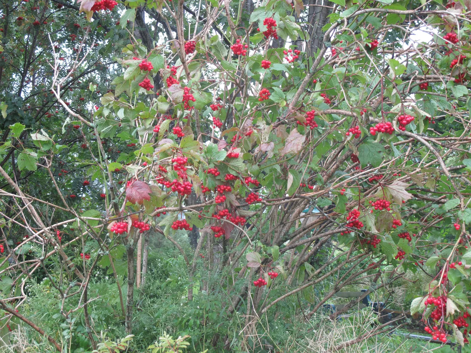 American Cranberrybush (Viburnum Opulus Var. Americanum) — americanum, is a versatile deciduous shrub that presents with both ornamental and, image 33