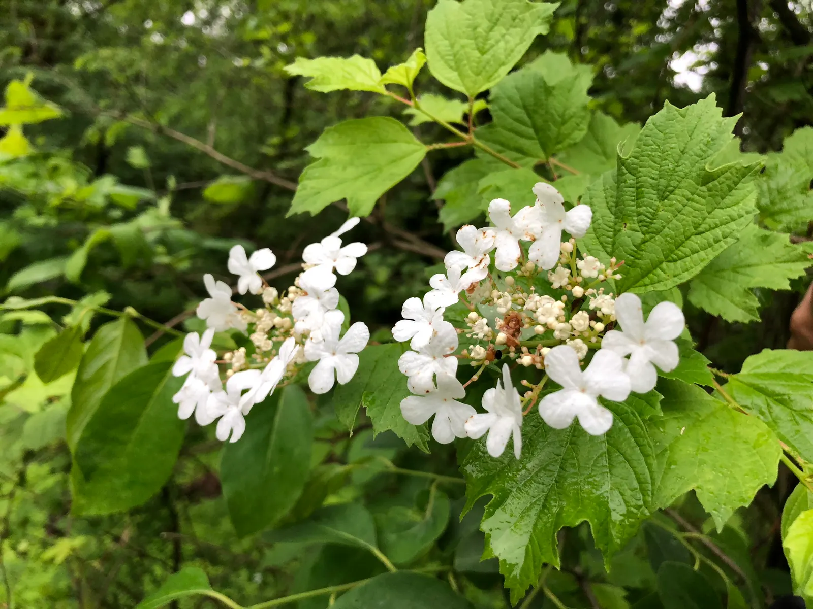 American Cranberrybush (Viburnum Opulus Var. Americanum) — The American Cranberrybush, scientifically known as Viburnum opulus var