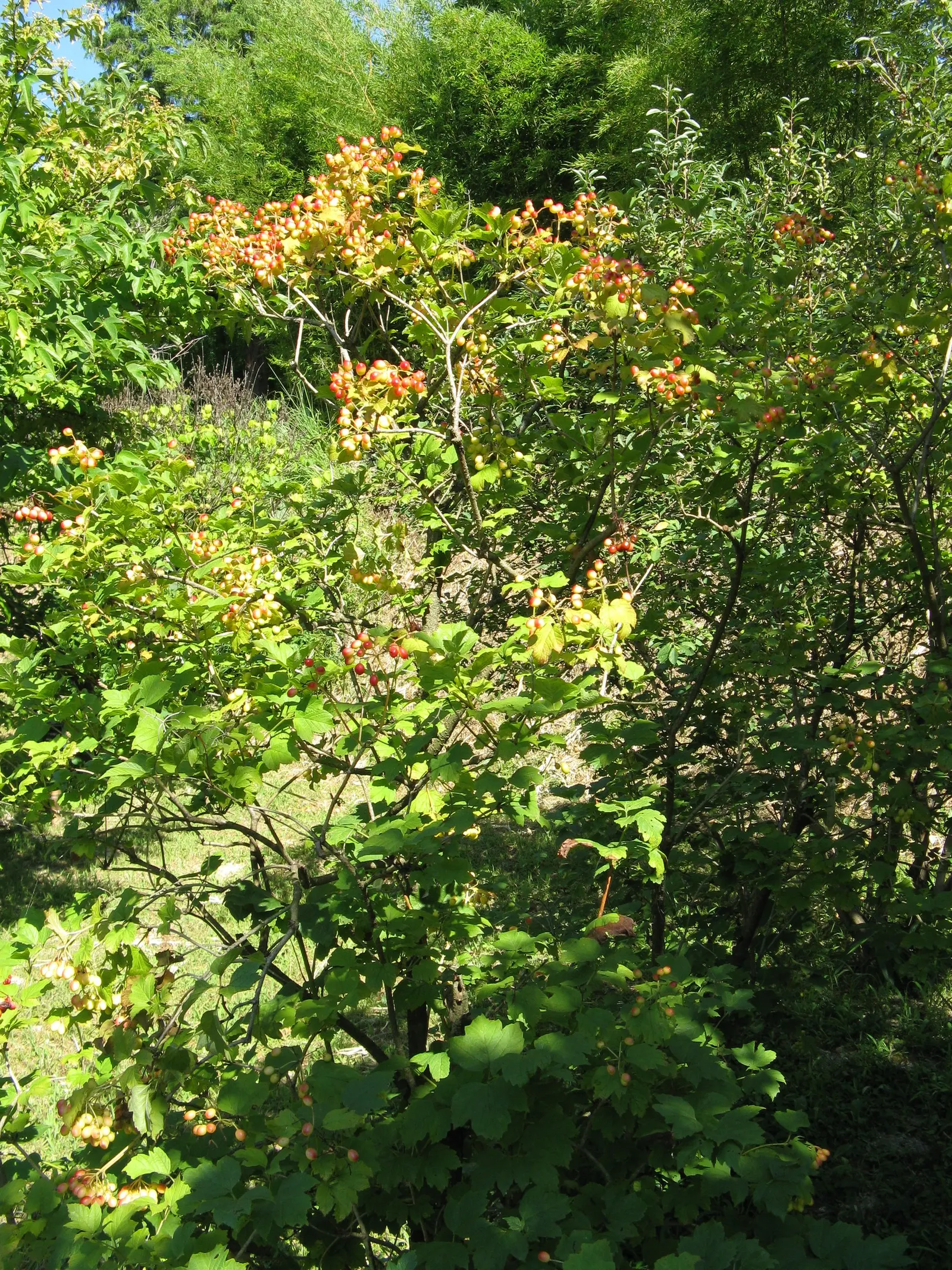 American Cranberrybush (Viburnum Opulus Var. Americanum) — This low-maintenance shrub is an excellent choice for creating hedges; regular watering, image 74