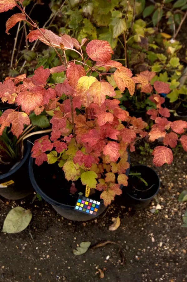 American Cranberrybush (Viburnum Opulus Var. Americanum) — which span 2 to 4 inches long; typically maturing to a height of 6 to 12 feet with an, image 87