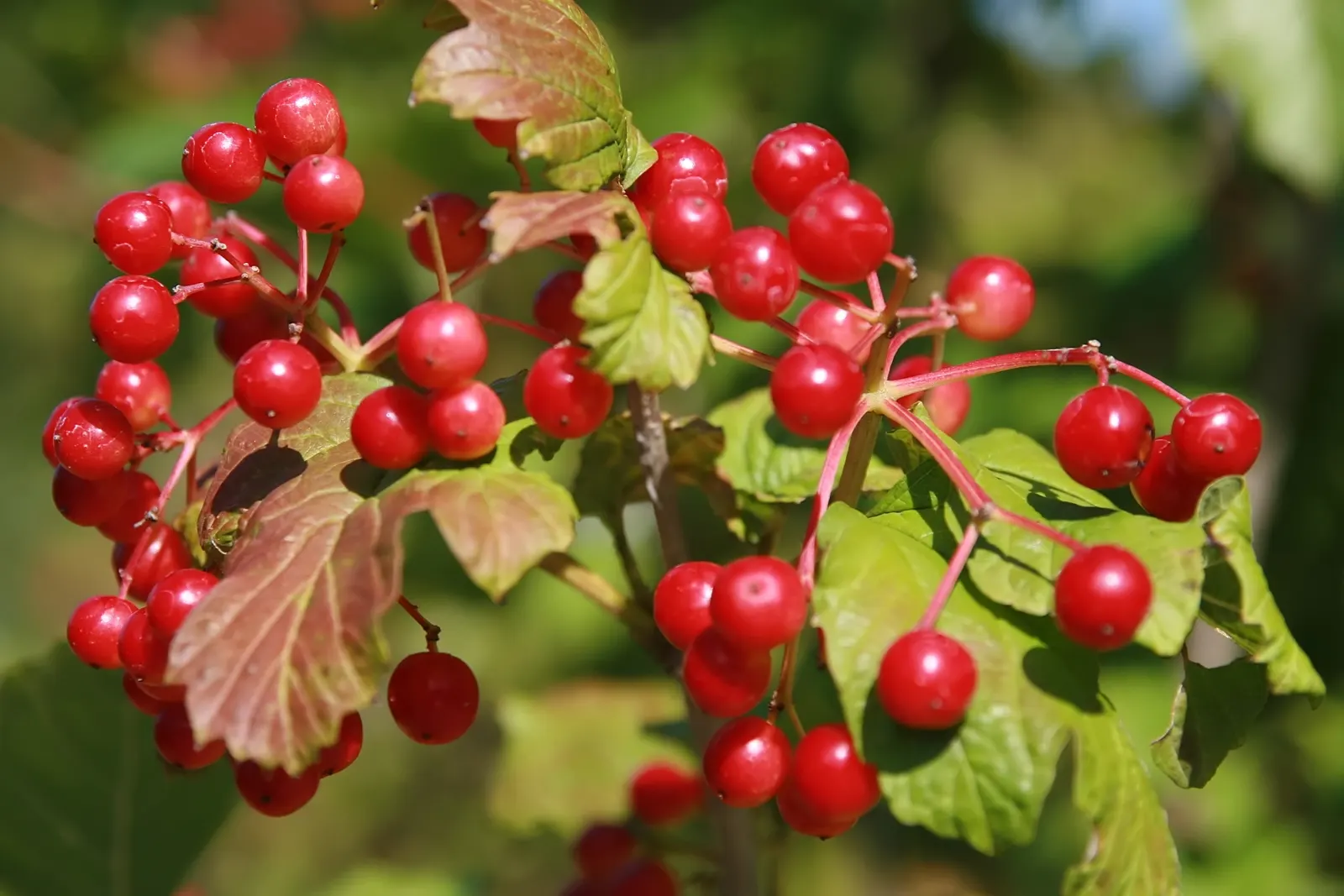 American Cranberrybush (Viburnum Opulus Var. Americanum) — Spring welcomes white, lacecap flowers followed by bright red, edible berries and richly hued fall