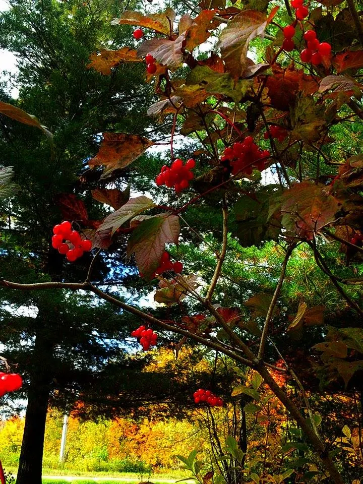 American Cranberrybush (Viburnum Opulus Var. Americanum) — Spring welcomes white, lacecap flowers followed by bright red, edible berries and richly, image 81
