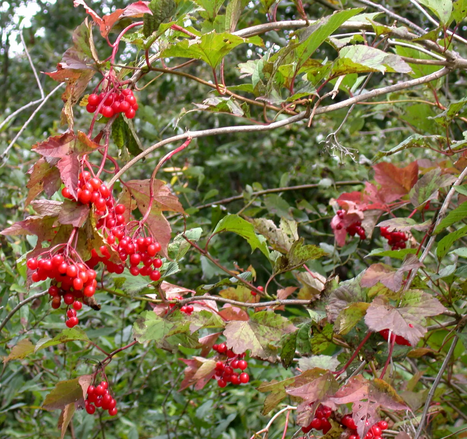 American Cranberrybush (Viburnum Opulus Var. Americanum) — which persist well into the winter; the American Cranberrybush dazzles with white, image 69