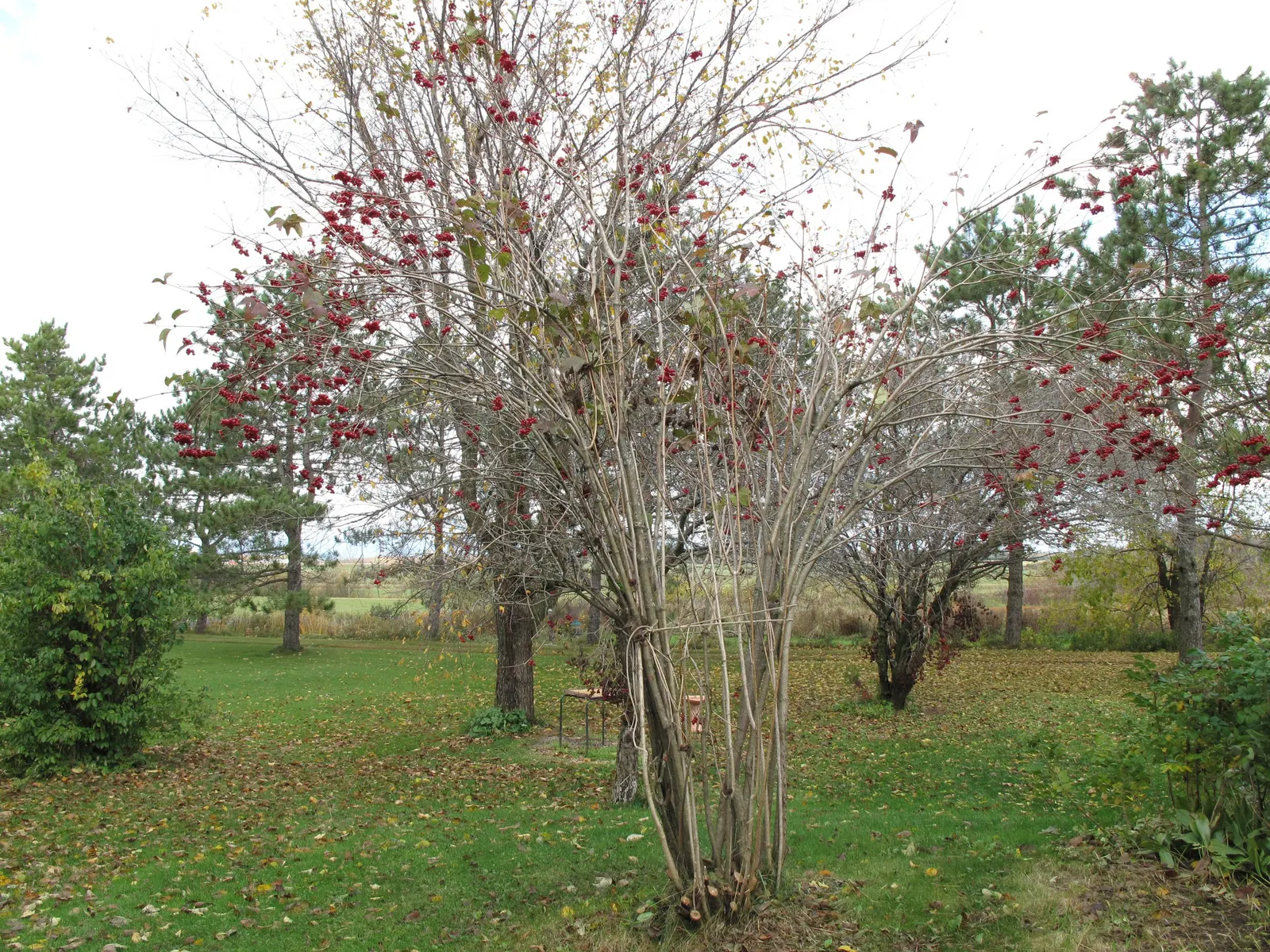 American Cranberrybush (Viburnum Opulus Var. Americanum) — americanum), gracefully adorns landscapes with its dense, rounded 8-12 ft; injecting a, image 54