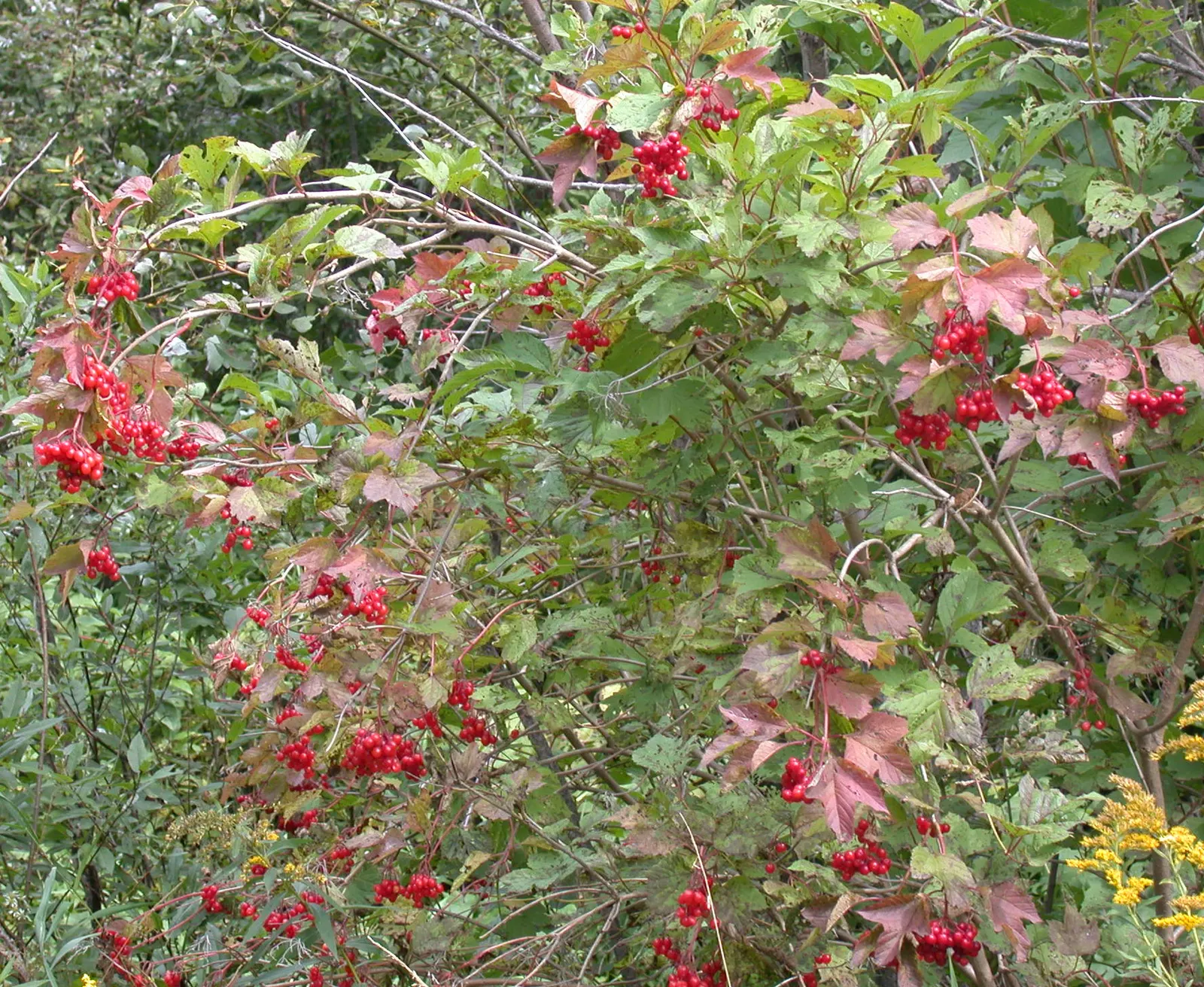 American Cranberrybush (Viburnum Opulus Var. Americanum) — A versatile choice, offering seasonal interest and wildlife benefits; the American, image 57