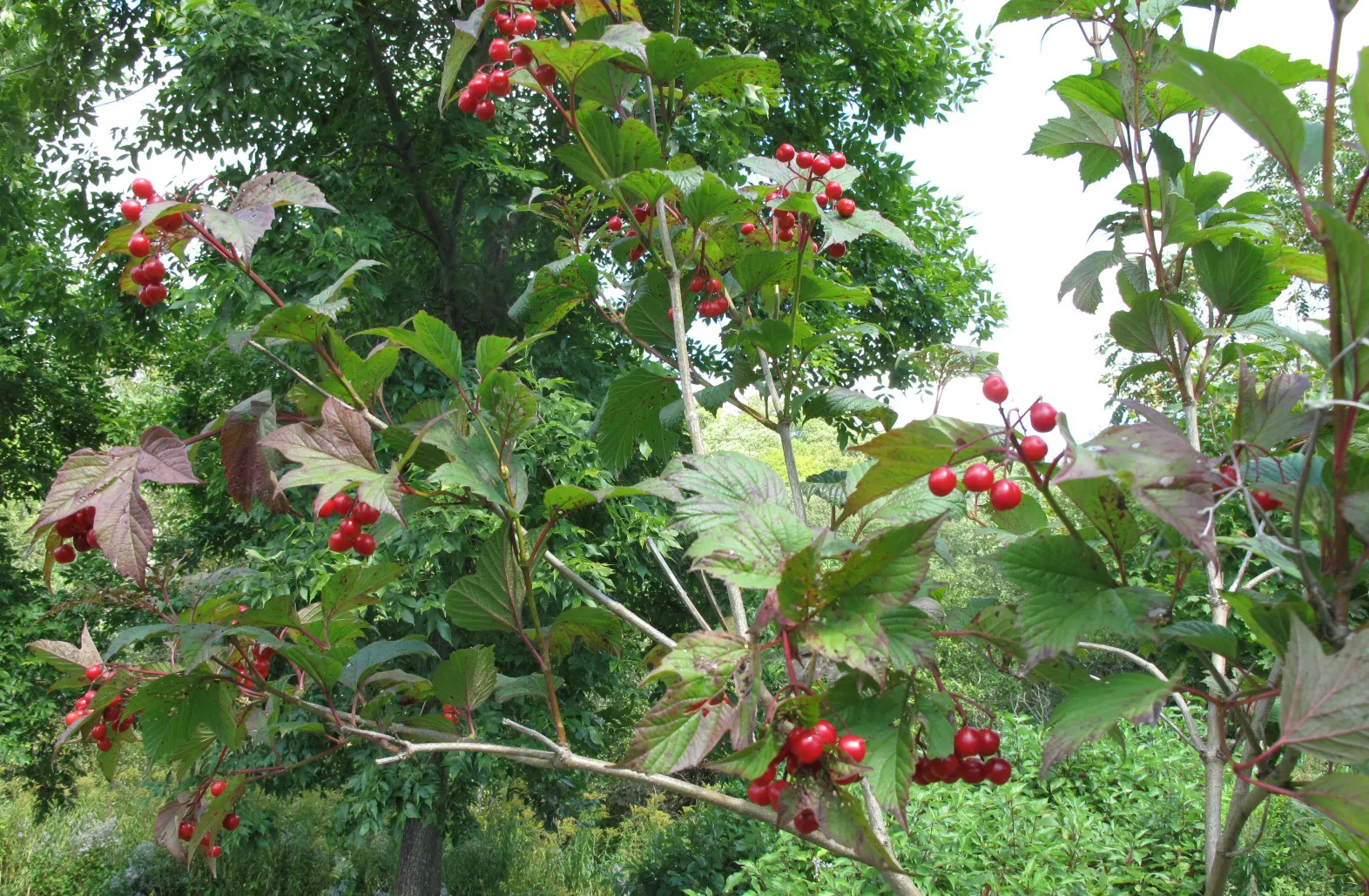 American Cranberrybush (Viburnum Opulus Var. Americanum) — The American Cranberrybush, a deciduous shrub (Viburnum opulus var