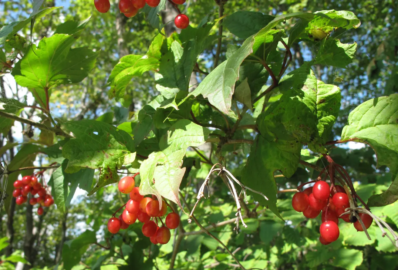 American Cranberrybush (Viburnum Opulus Var. Americanum) — white flowers in the garden; which span 2 to 4 inches long, image 76