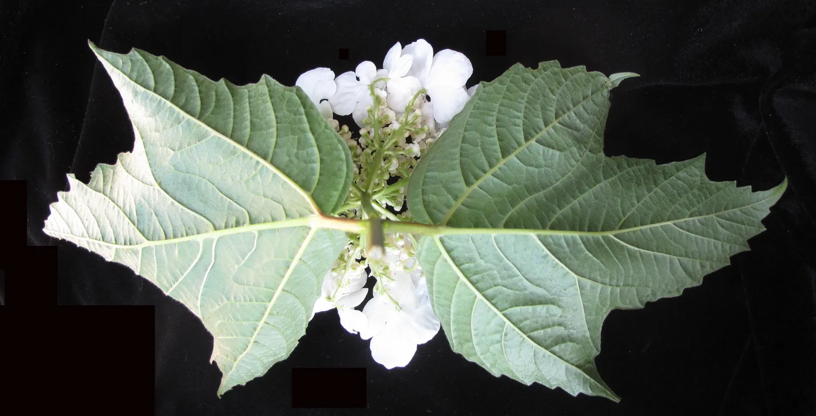 American Cranberrybush (Viburnum Opulus Var. Americanum) — offering a tart flavor favored in certain recipes.<br><br>Hardy in USDA zones 2 through 7, image 72