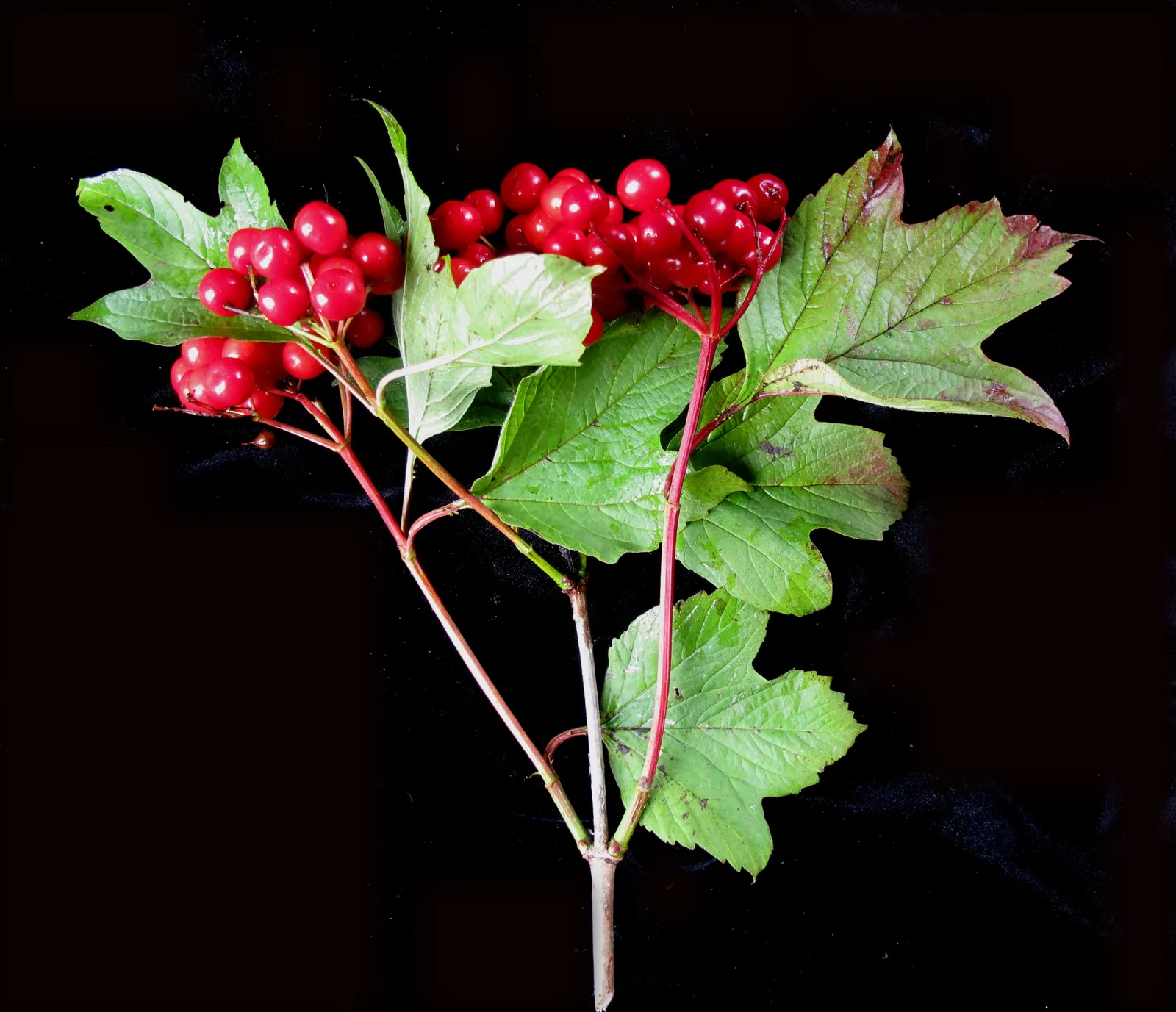 American Cranberrybush (Viburnum Opulus Var. Americanum) — forming larger corymbs up to 3 inches in diameter.<br><br>Following the blooming period, image 66