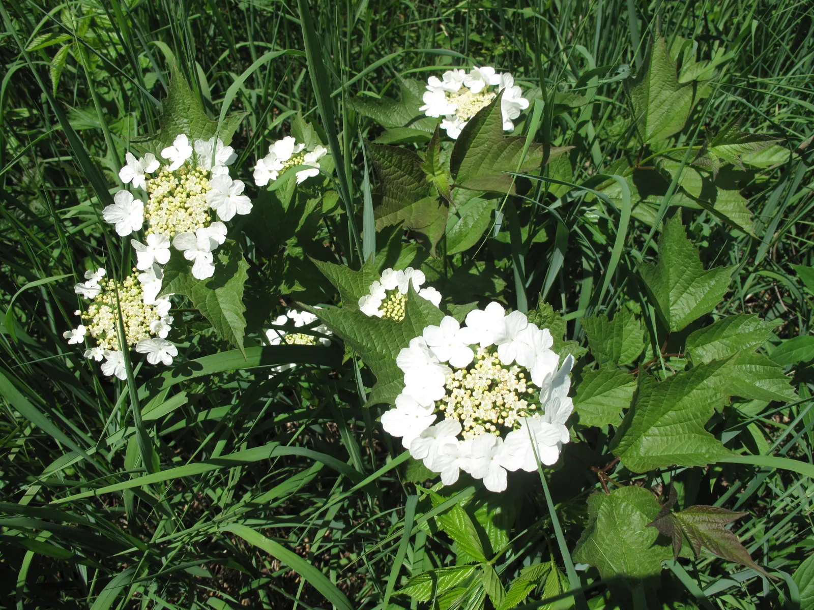 American Cranberrybush (Viburnum Opulus Var. Americanum) — the American Cranberrybush dazzles with white lace-cap flowers; spring welcomes white, lacecap
