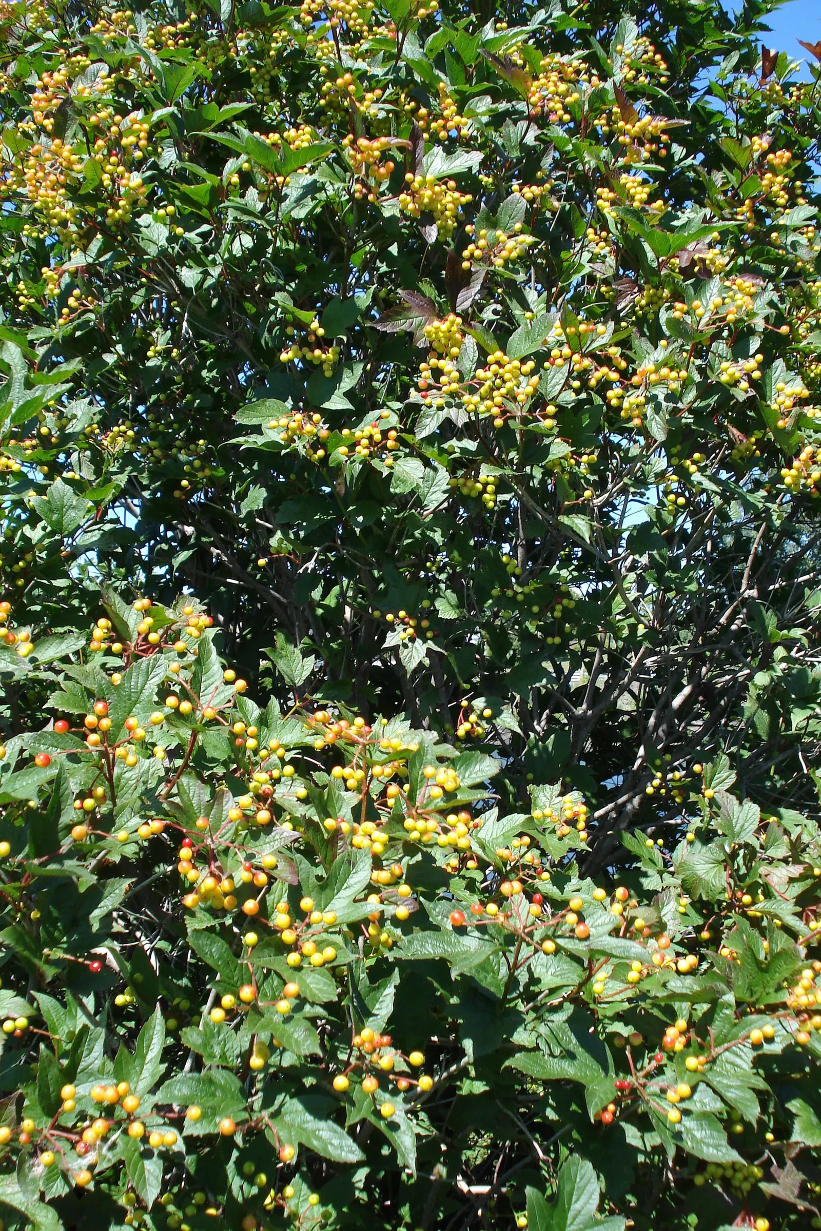 American Cranberrybush (Viburnum Opulus Var. Americanum) — This low-maintenance shrub is an excellent choice for creating hedges