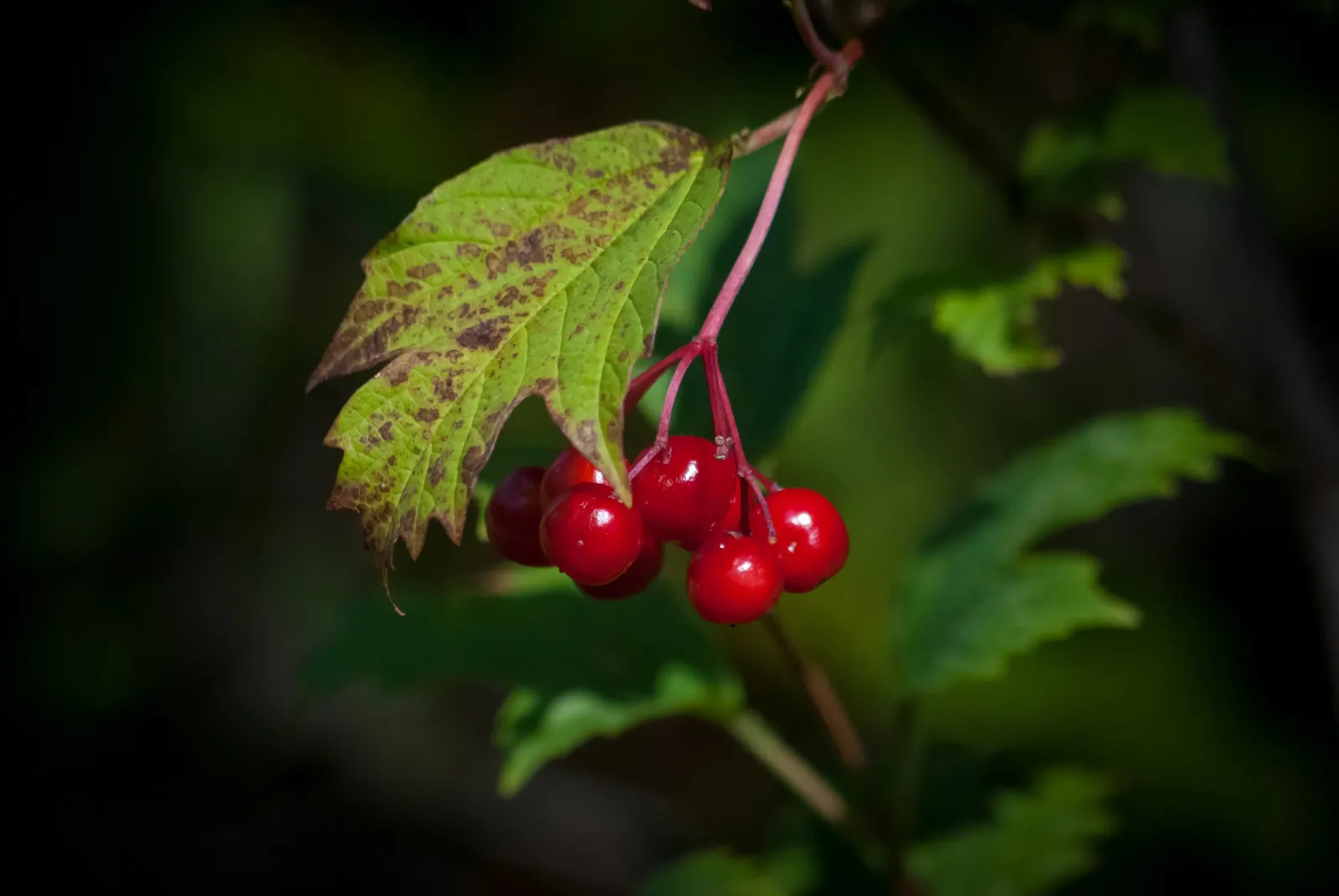 American Cranberrybush (Viburnum Opulus Var. Americanum) — Well-suited to zones 2-7, it thrives in full sun to part shade and prefers moist, image 82