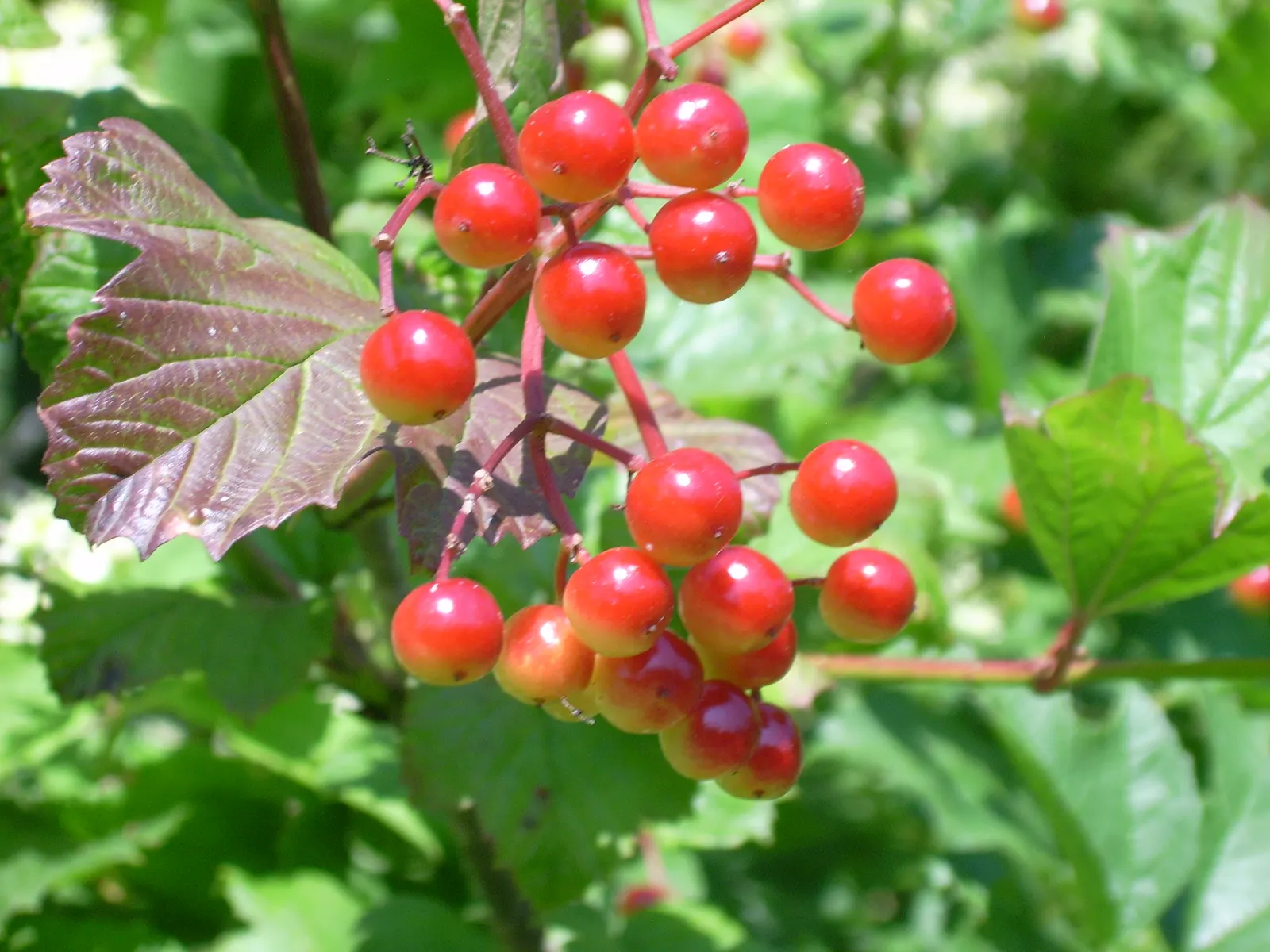 American Cranberrybush (Viburnum Opulus Var. Americanum) — A versatile choice, offering seasonal interest and wildlife benefits