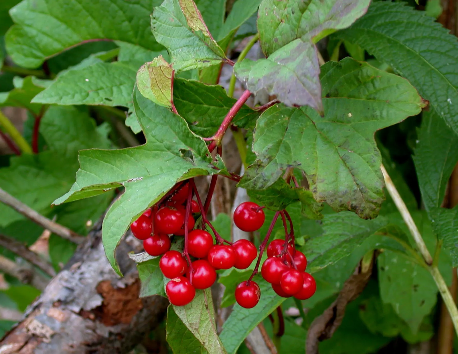 American Cranberrybush (Viburnum Opulus Var. Americanum) — The American Cranberrybush, scientifically known as Viburnum opulus var; each blossom roughly 1/4