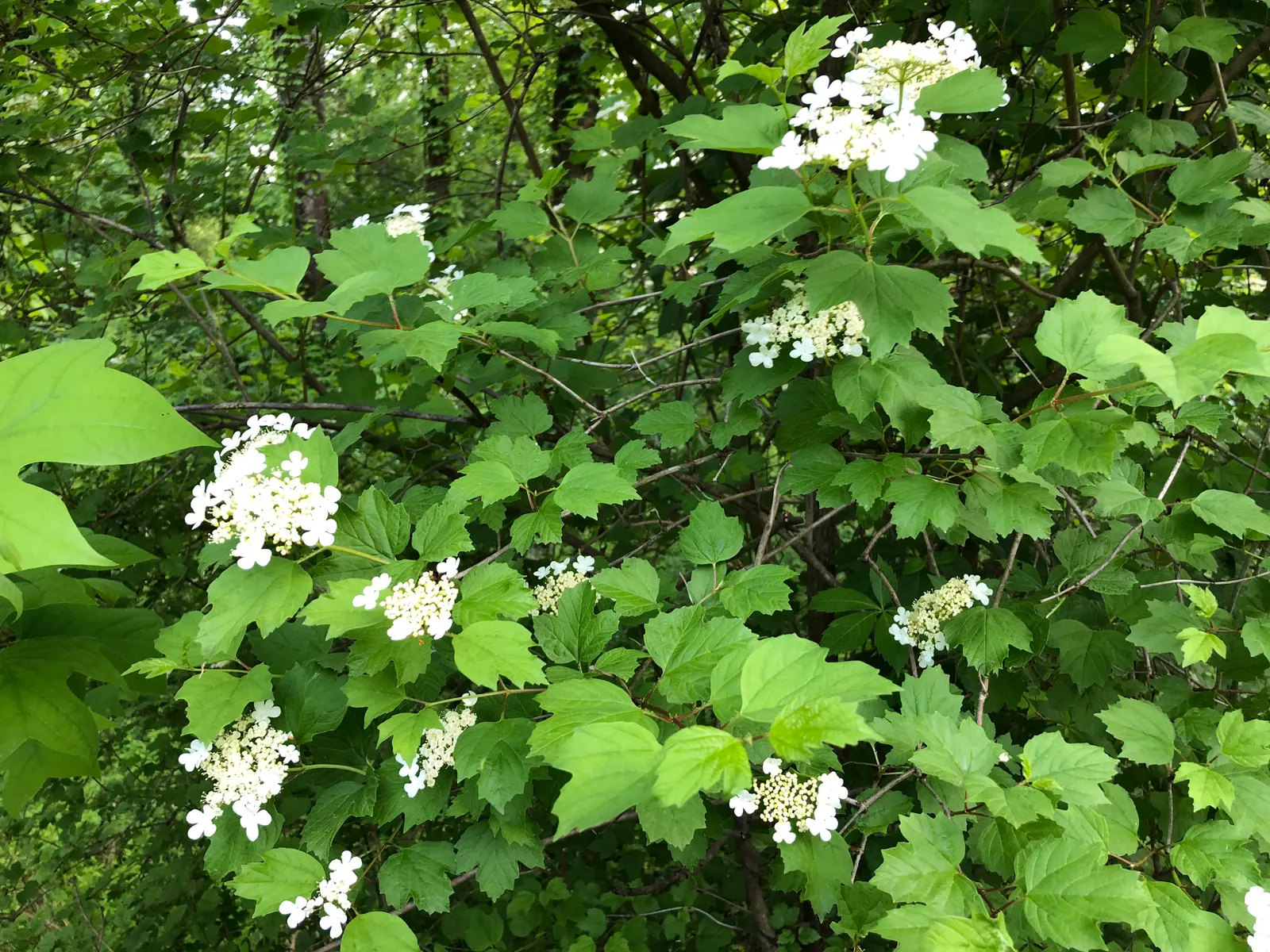 American Cranberrybush (Viburnum Opulus Var. Americanum) — Well-suited to zones 2-7, it thrives in full sun to part shade and prefers moist, well-drained soil
