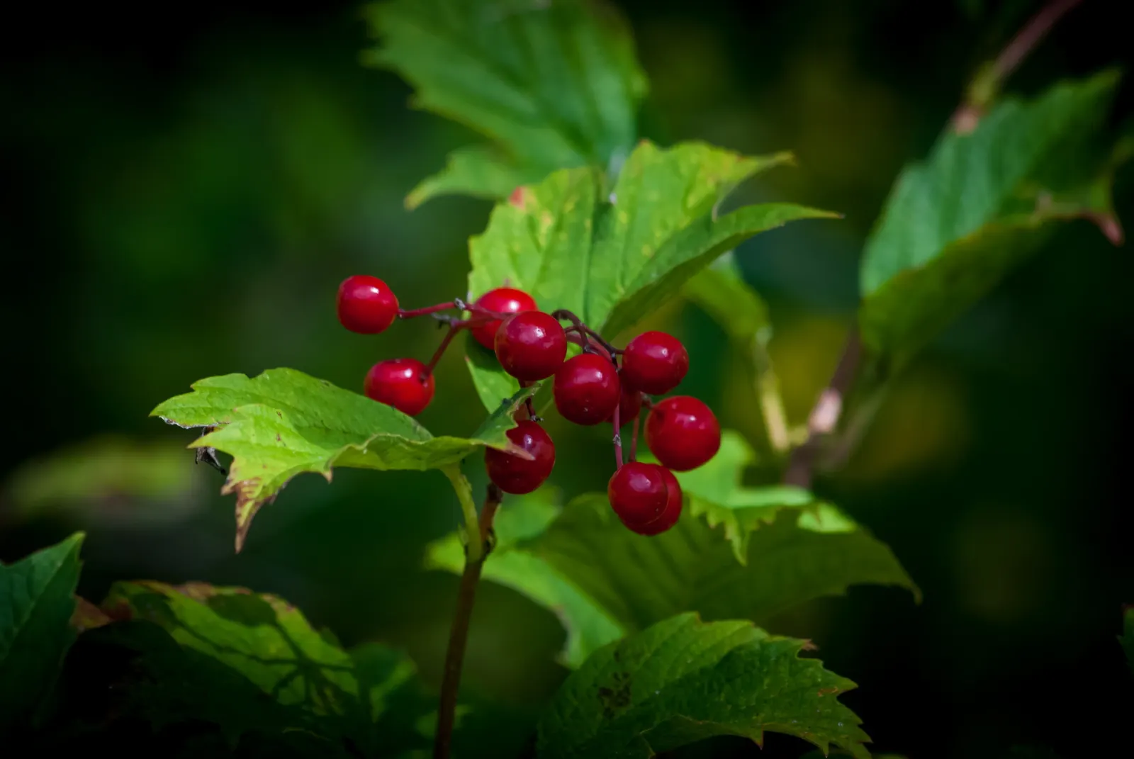American Cranberrybush (Viburnum Opulus Var. Americanum) — Well-suited to zones 2-7, it thrives in full sun to part shade and prefers moist, image 30