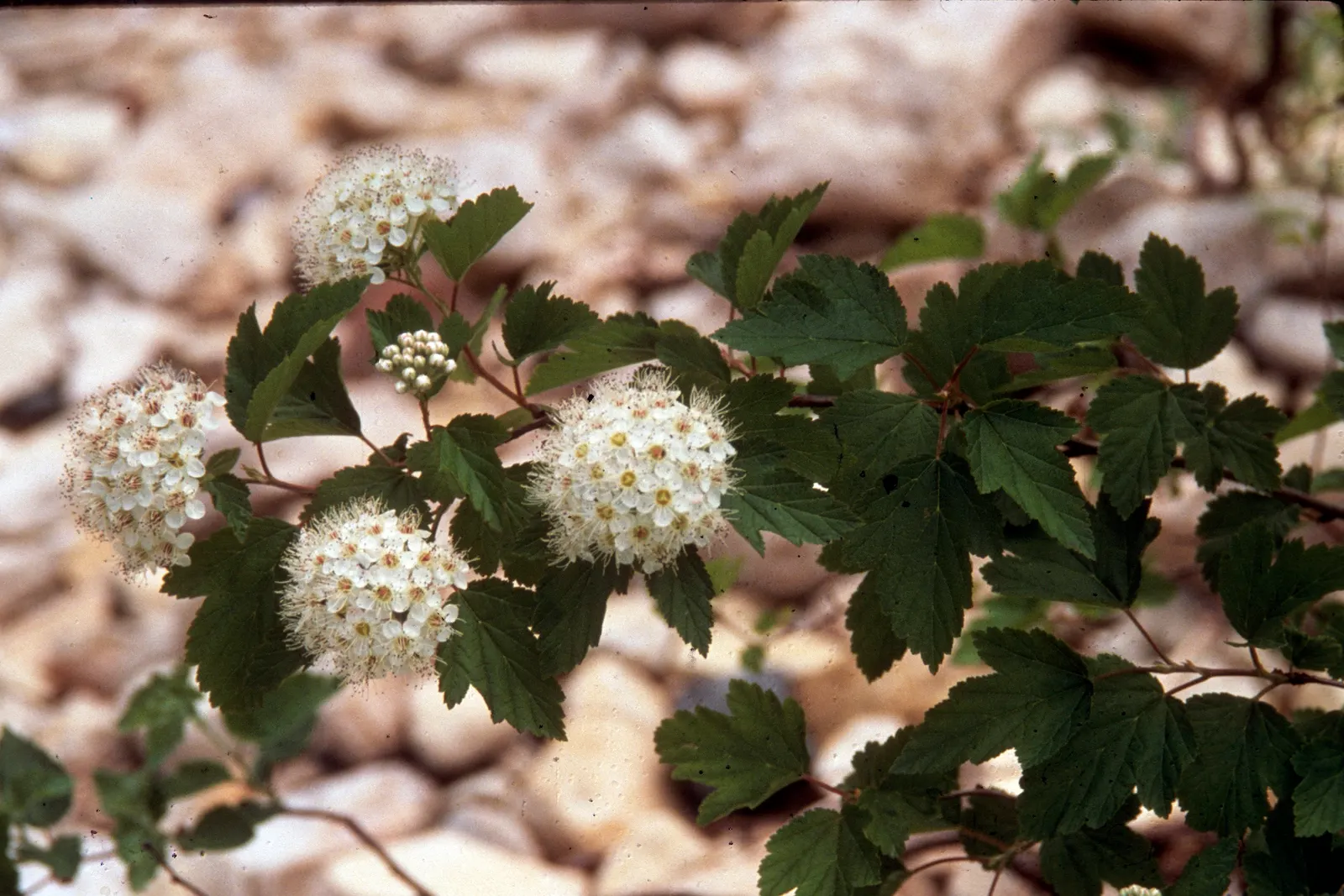 American Cranberrybush (Viburnum Opulus Var. Americanum) — Typically maturing to a height of 6 to 12 feet with an equal spread; the American, image 60