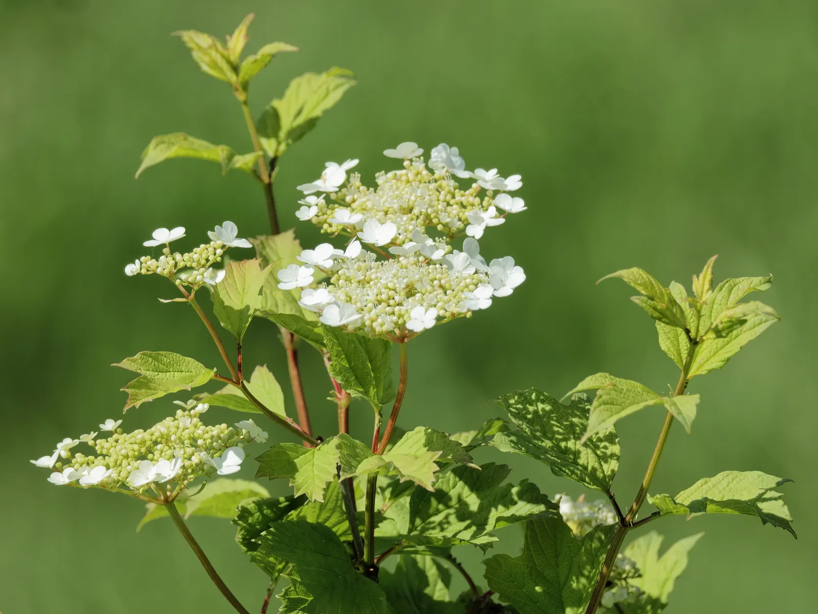 American Cranberrybush (Viburnum Opulus Var. Americanum) — it produces bright red berries