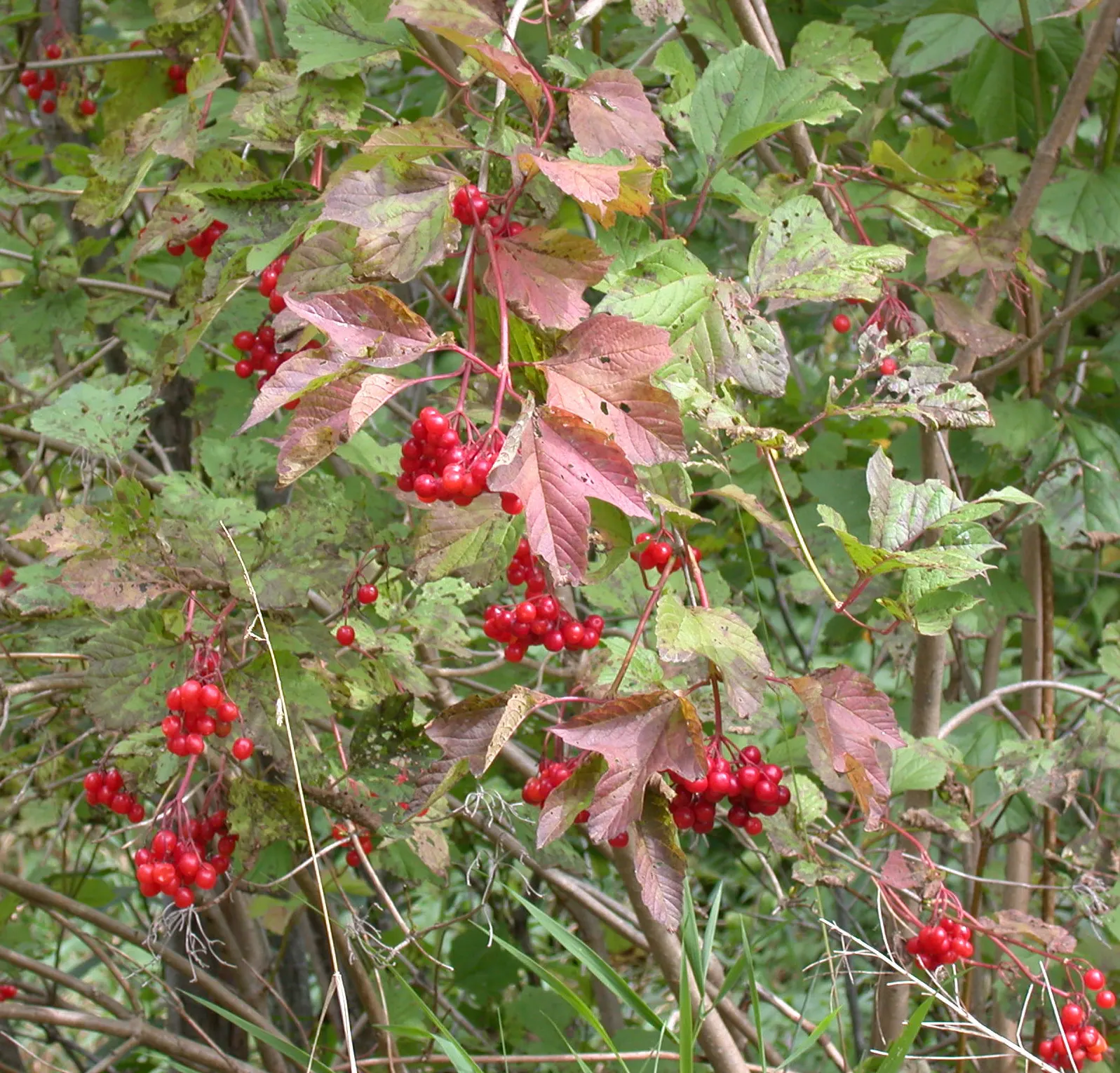 American Cranberrybush (Viburnum Opulus Var. Americanum) — This low-maintenance shrub is an excellent choice for creating hedges; regular watering is